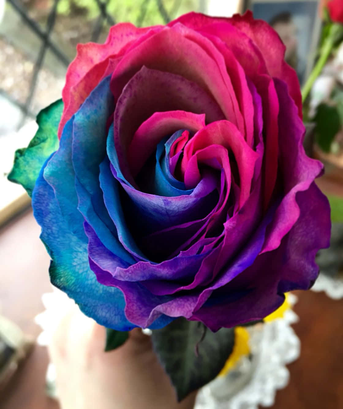 Isang pinong rosas na bulaklak na may magagandang talulot Wallpaper