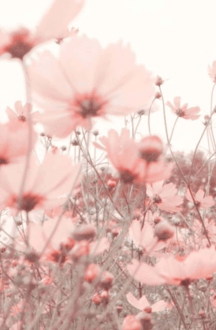 Isang pinong rosas na bulaklak na ang mga talulot ay pinong nakalatag sa liwanag ng araw. Wallpaper