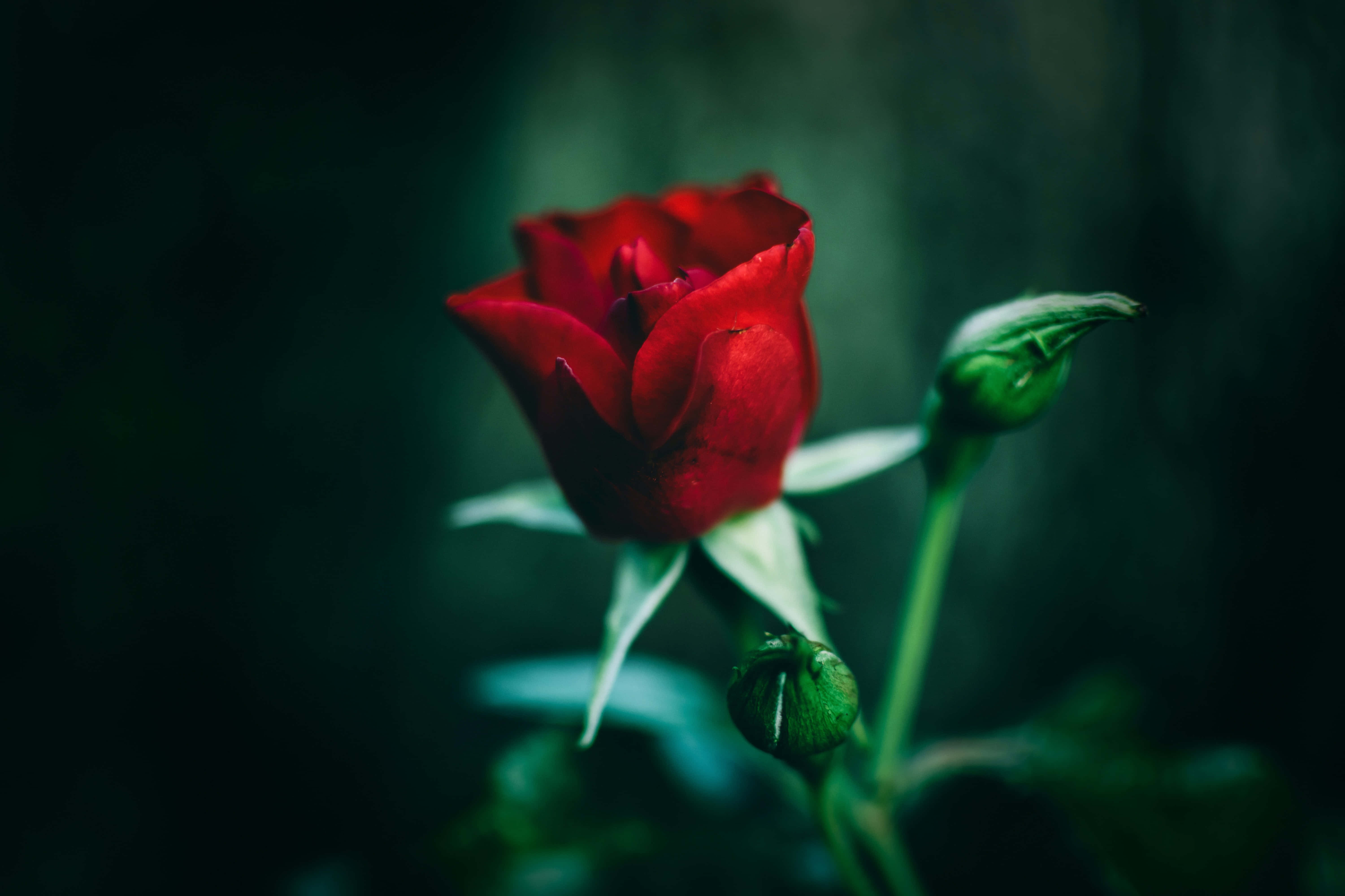 Isang pinong rosas na kulay pink na namumulaklak Wallpaper