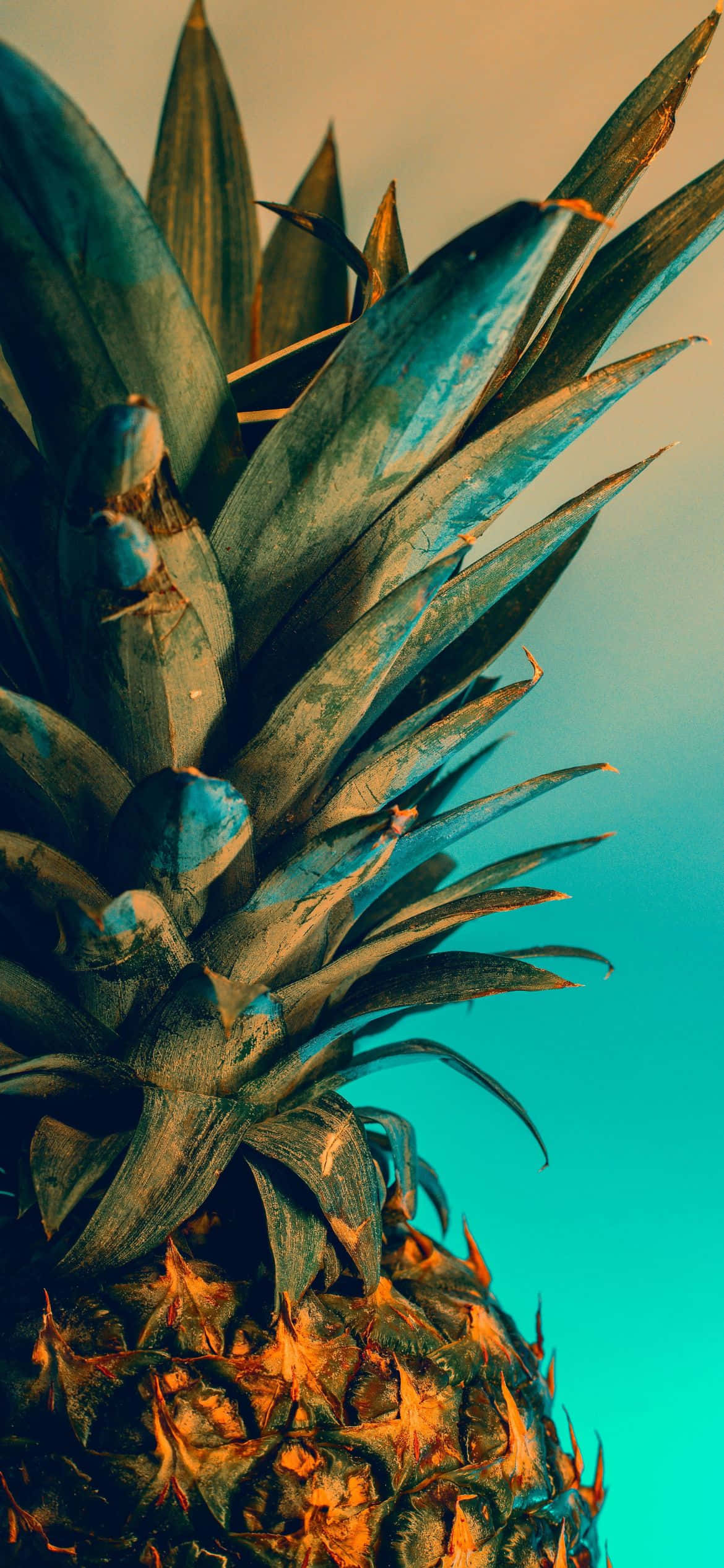 isang pinya na may asul na langit na likuran Wallpaper