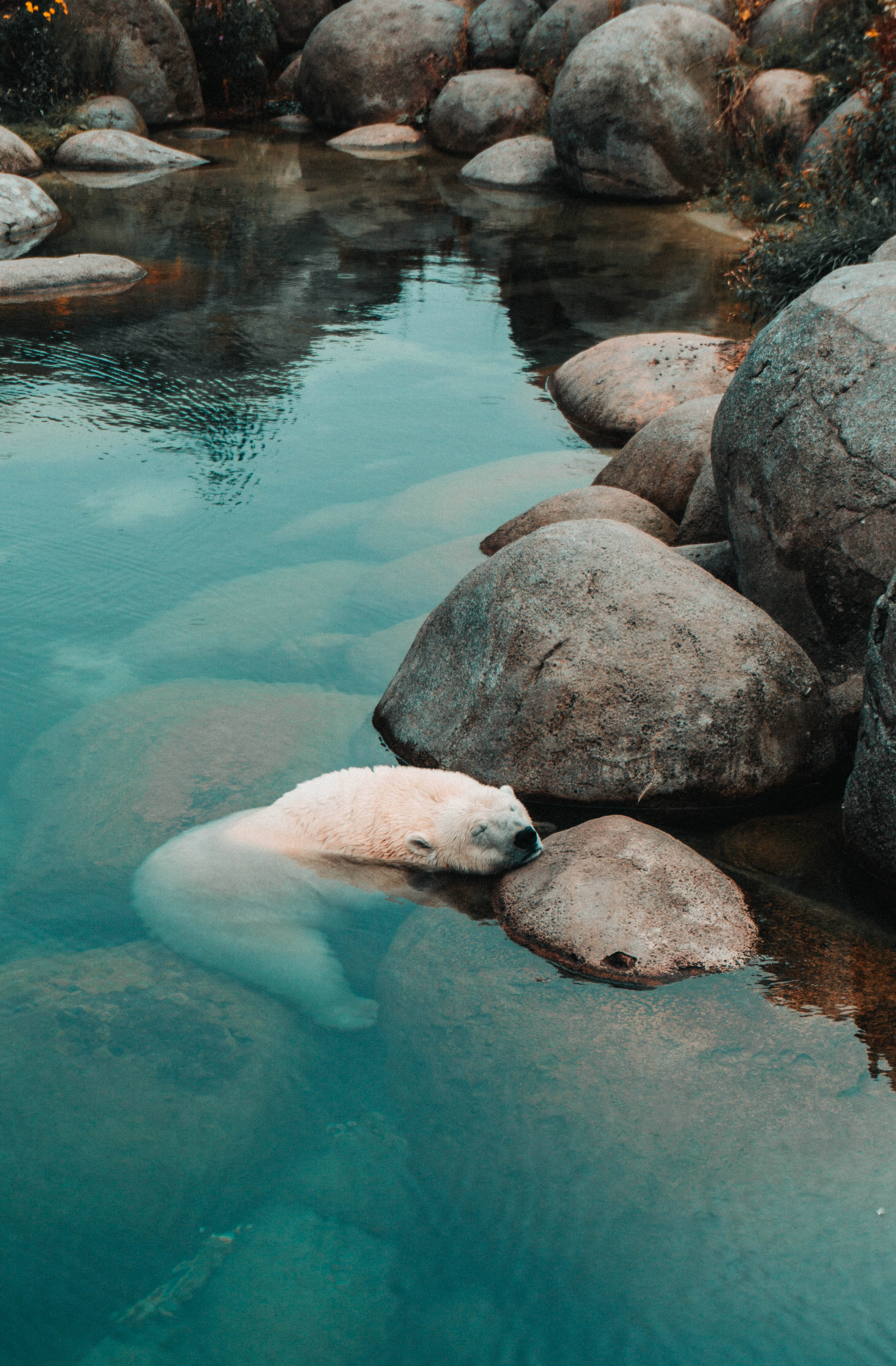 Isang Polar Bear na Nagpapahinga sa Isang Malaking Bato Wallpaper
