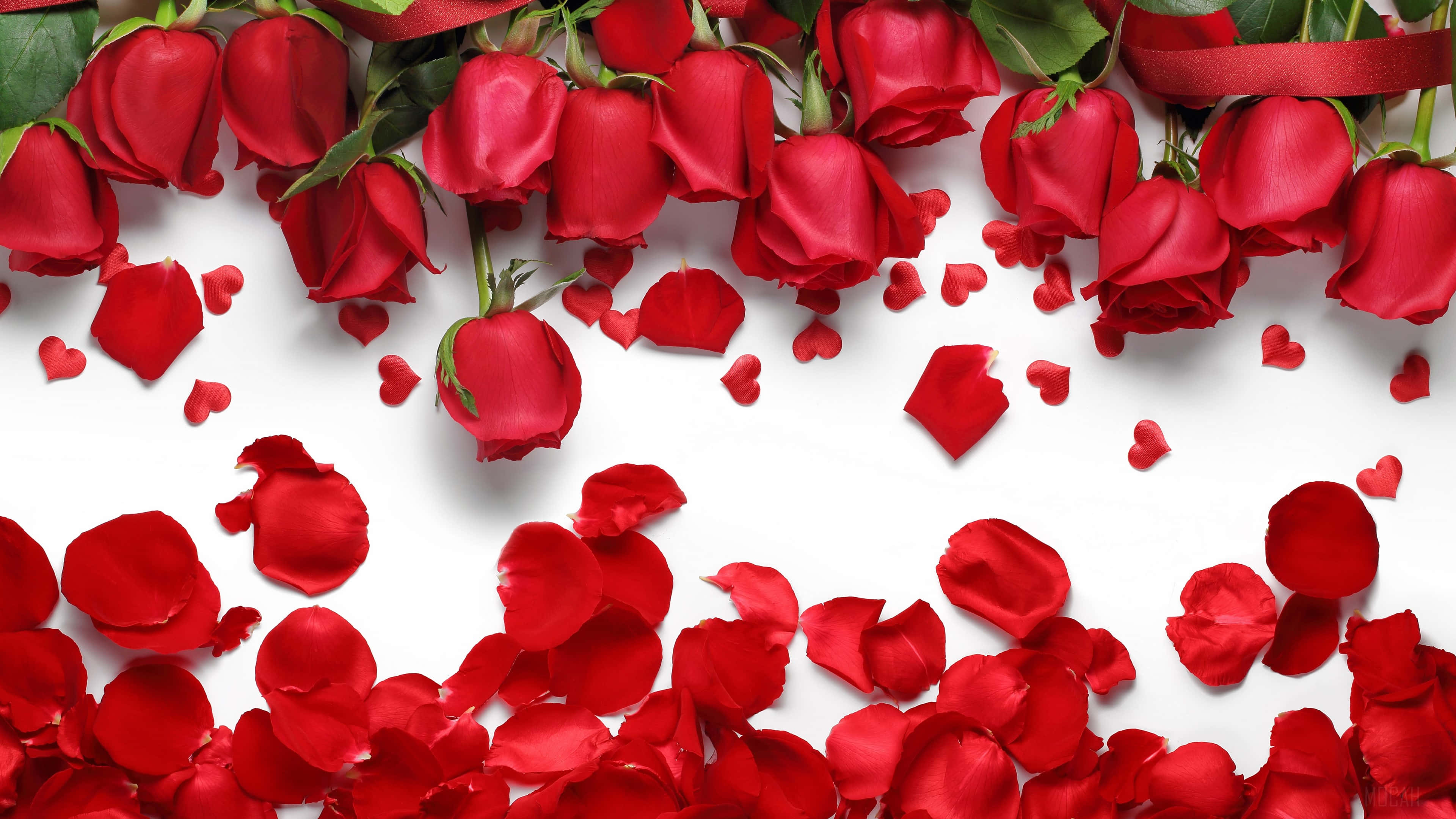 Isang pulang rosas na ganap na namumulaklak. Wallpaper