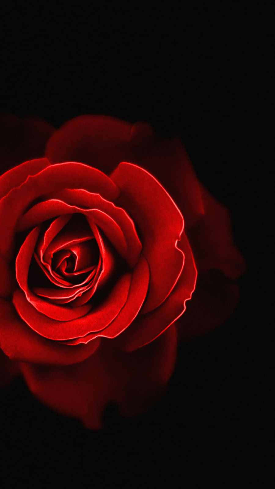 isang pulang rosas sa isang itim na background Wallpaper