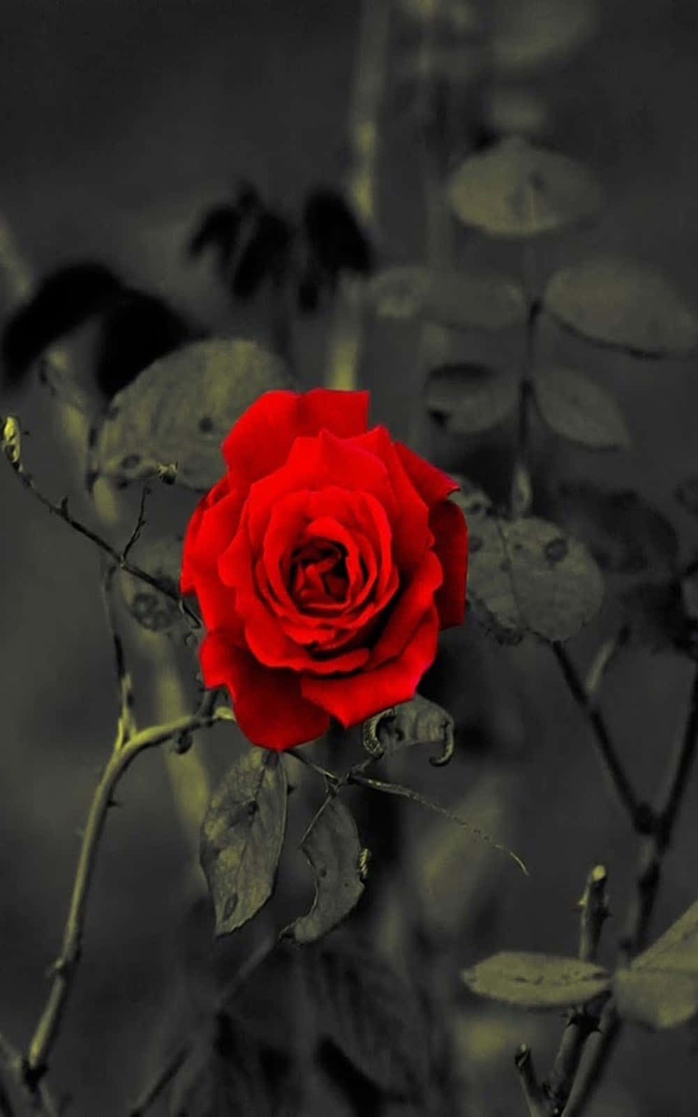isang pulang rosas sa itim at puti Wallpaper