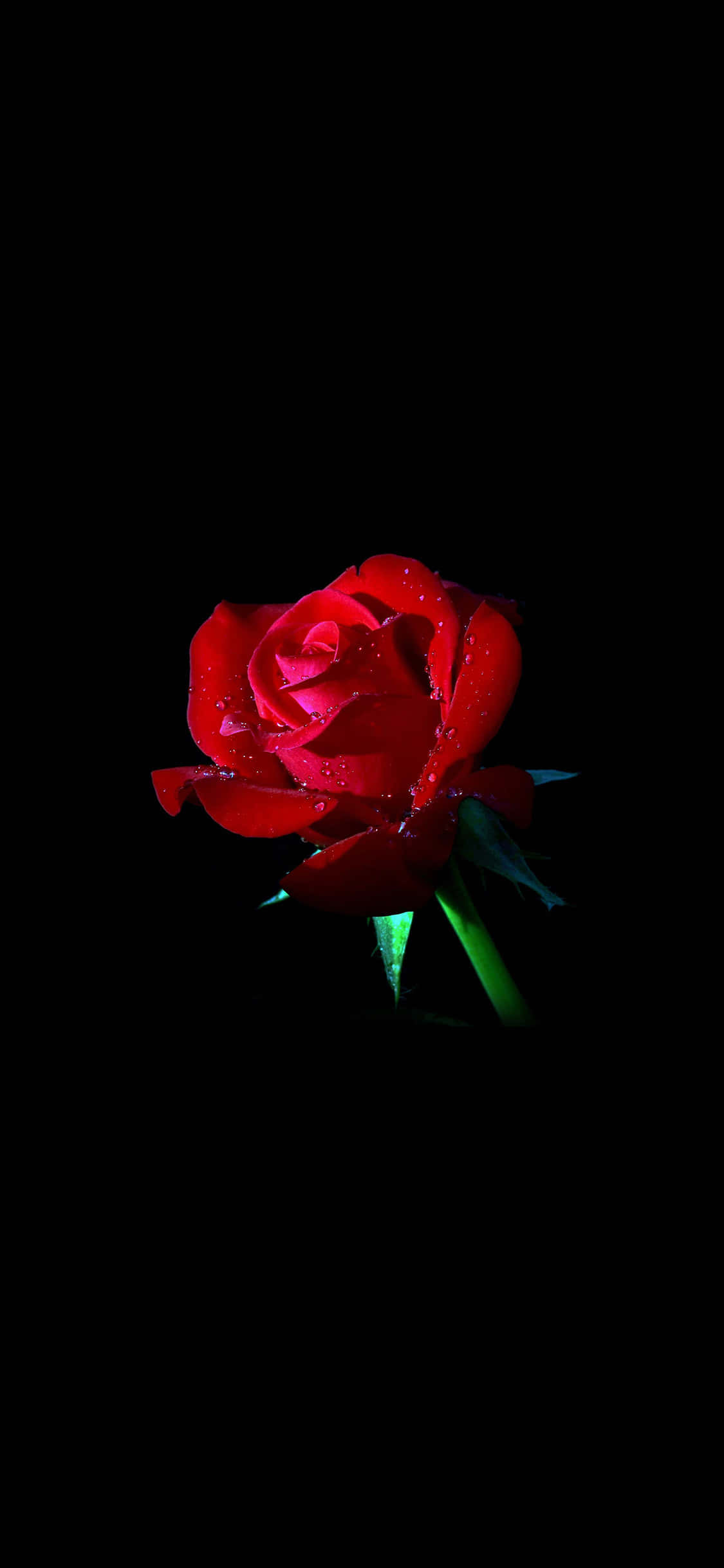 Isang pulang rosas sa itim na background Wallpaper