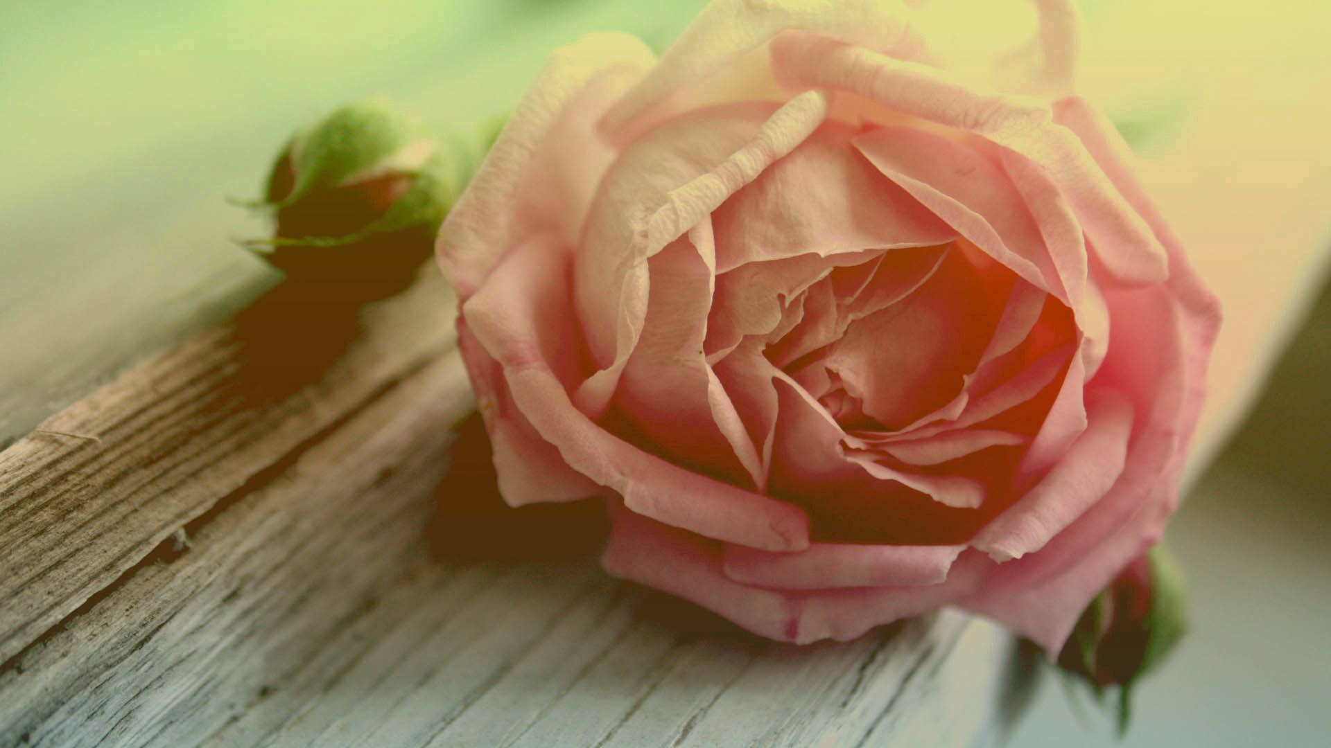 Isang Pulang Rosas - Simbolo ng Walang Hanggang Kagandahan Wallpaper