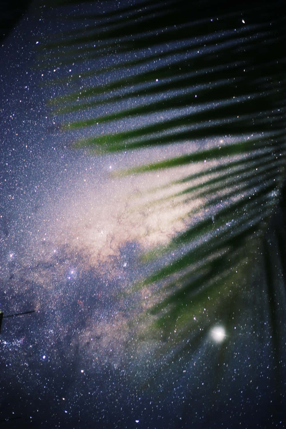 isang puno na may mga dahon Wallpaper