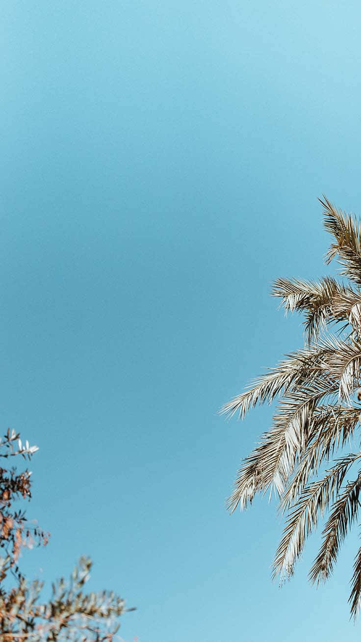 isang puno ng palma laban sa asul na langit Wallpaper