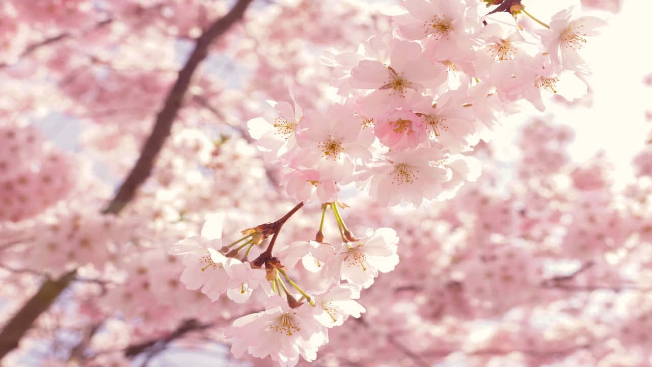 isang puno ng pink na cherry blossom na may puting bulaklak Wallpaper