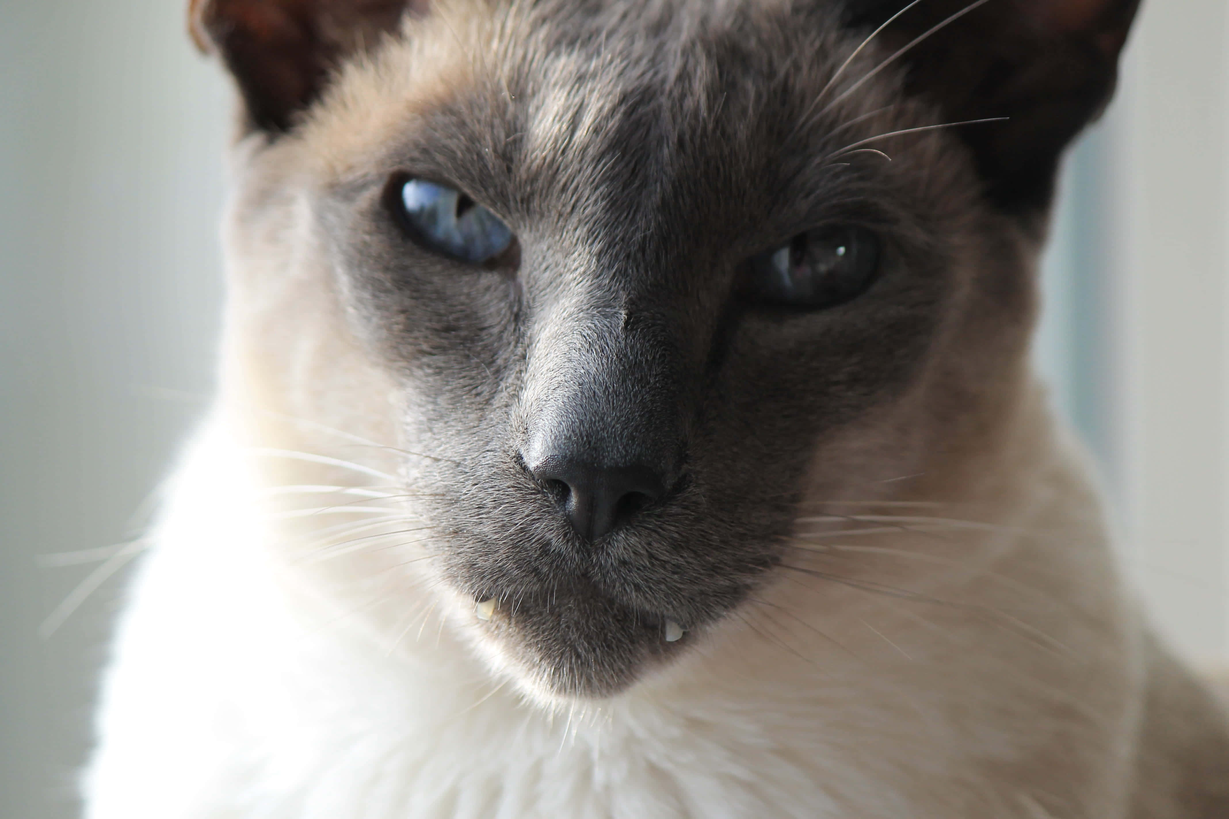 isang pusa na may asul na mata Wallpaper