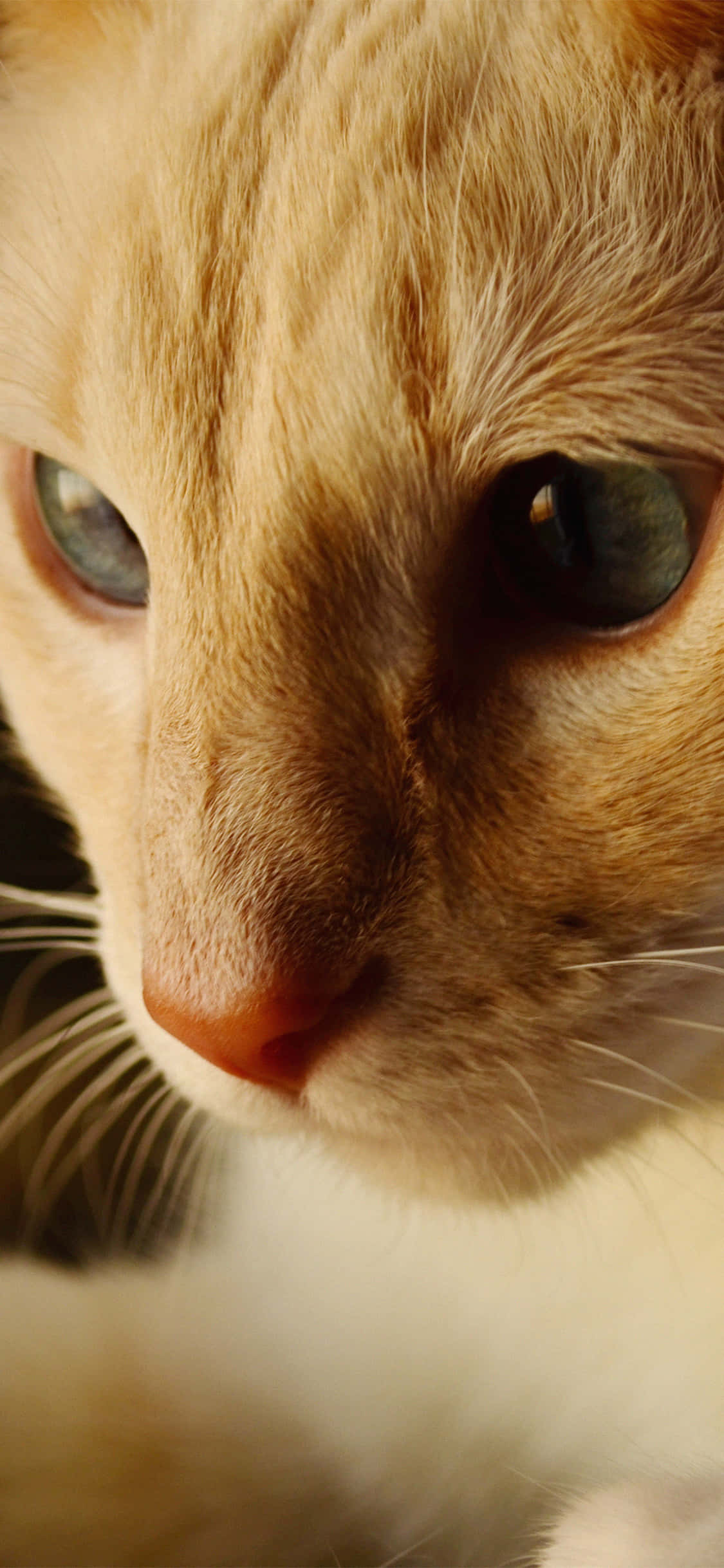 isang pusa na may blue eyes Wallpaper