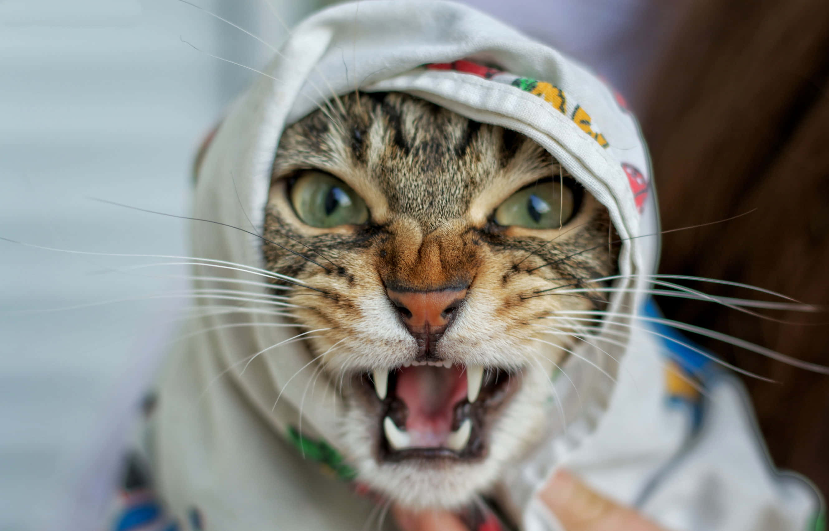 isang pusa na may bukas na bibig ay hinahawakan ng isang tao Wallpaper