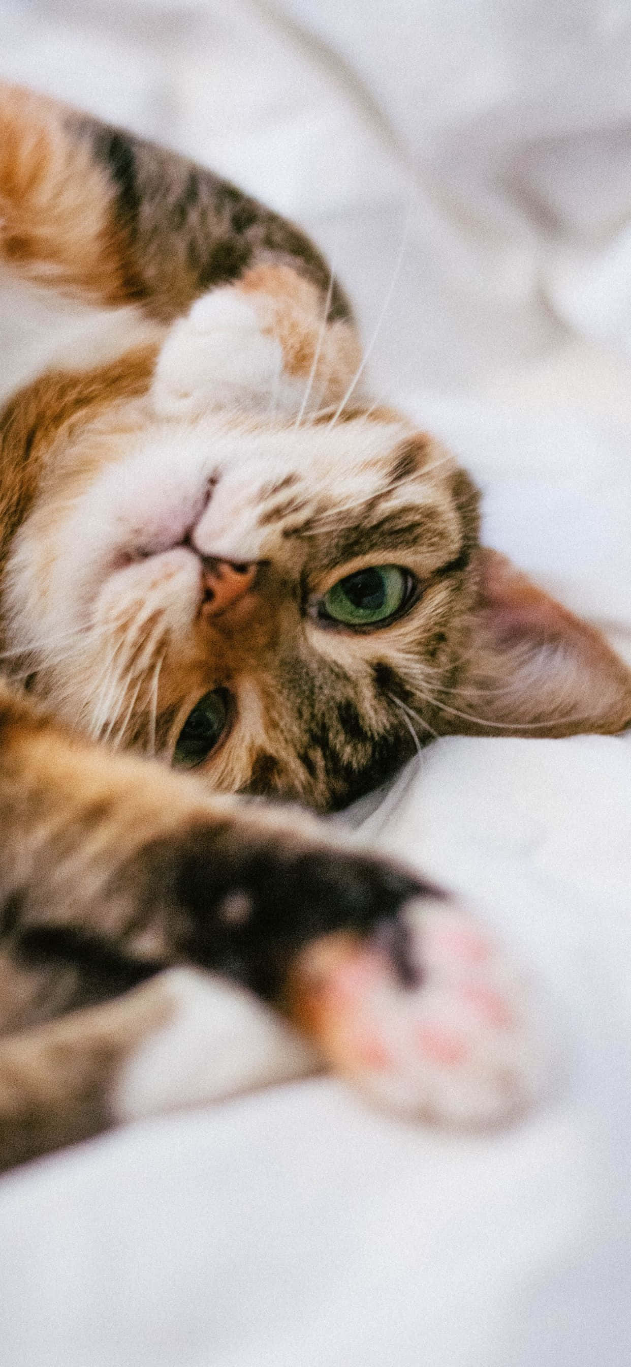 "Isang pusa na nagbibilad sa sikat ng araw sa isang damuhan na burol" Wallpaper