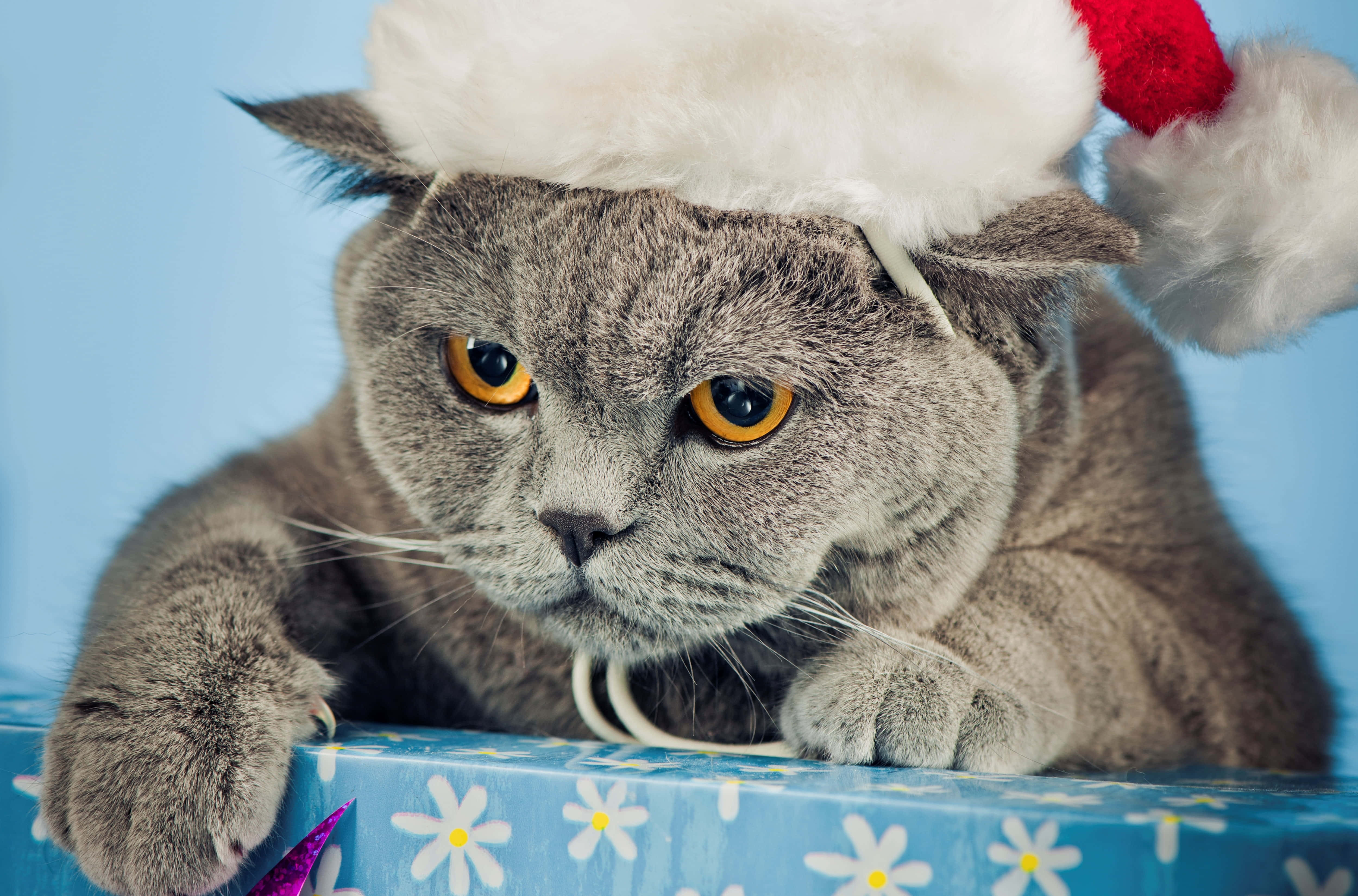 isang pusa na suot ng santa hat Wallpaper