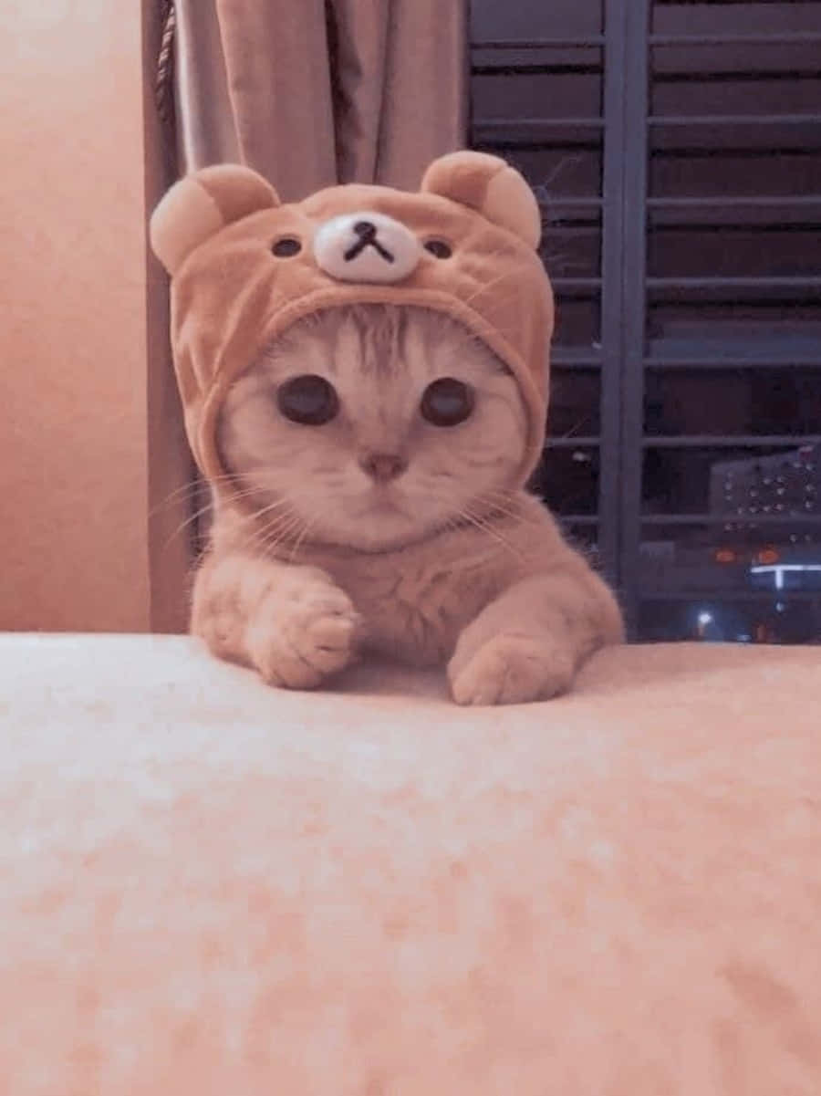 Isang pusa na tumitingin sa mundo na may malalaking mga mata at misteryosong ekspresyon. Wallpaper