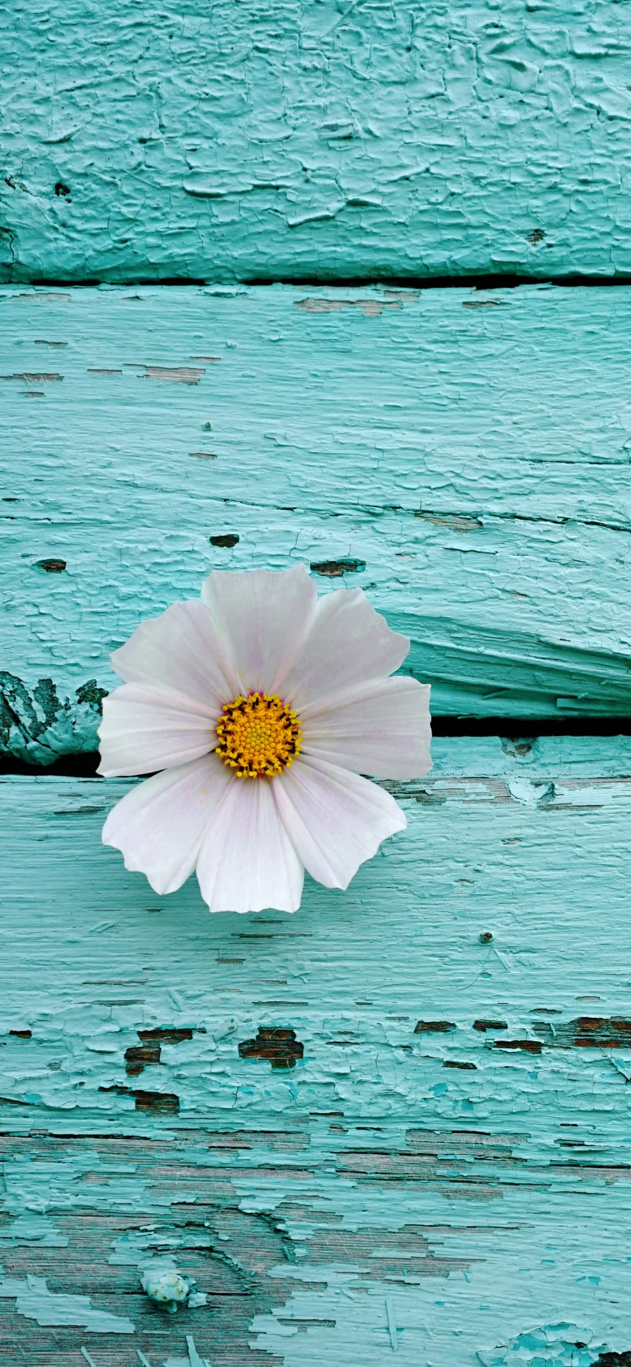 isang puting bulaklak sa turkesa na kahoy na ibabaw Wallpaper
