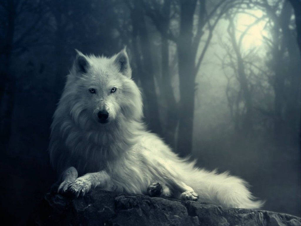 Isang Puting Lobo sa Kagubatan Wallpaper