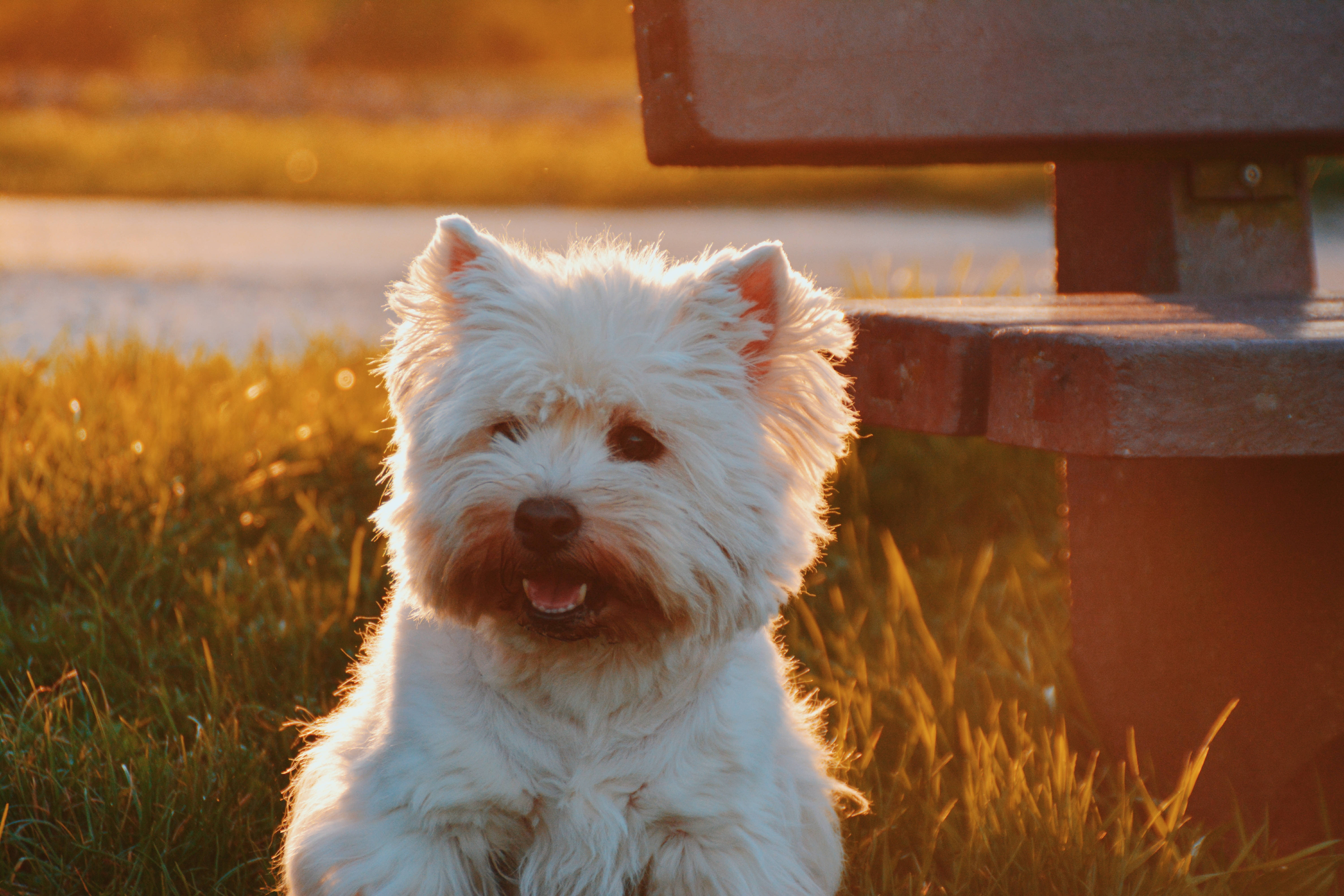 Isang Puting Westie na Nagpapahinga sa Makulay na Paglubog ng Araw Wallpaper