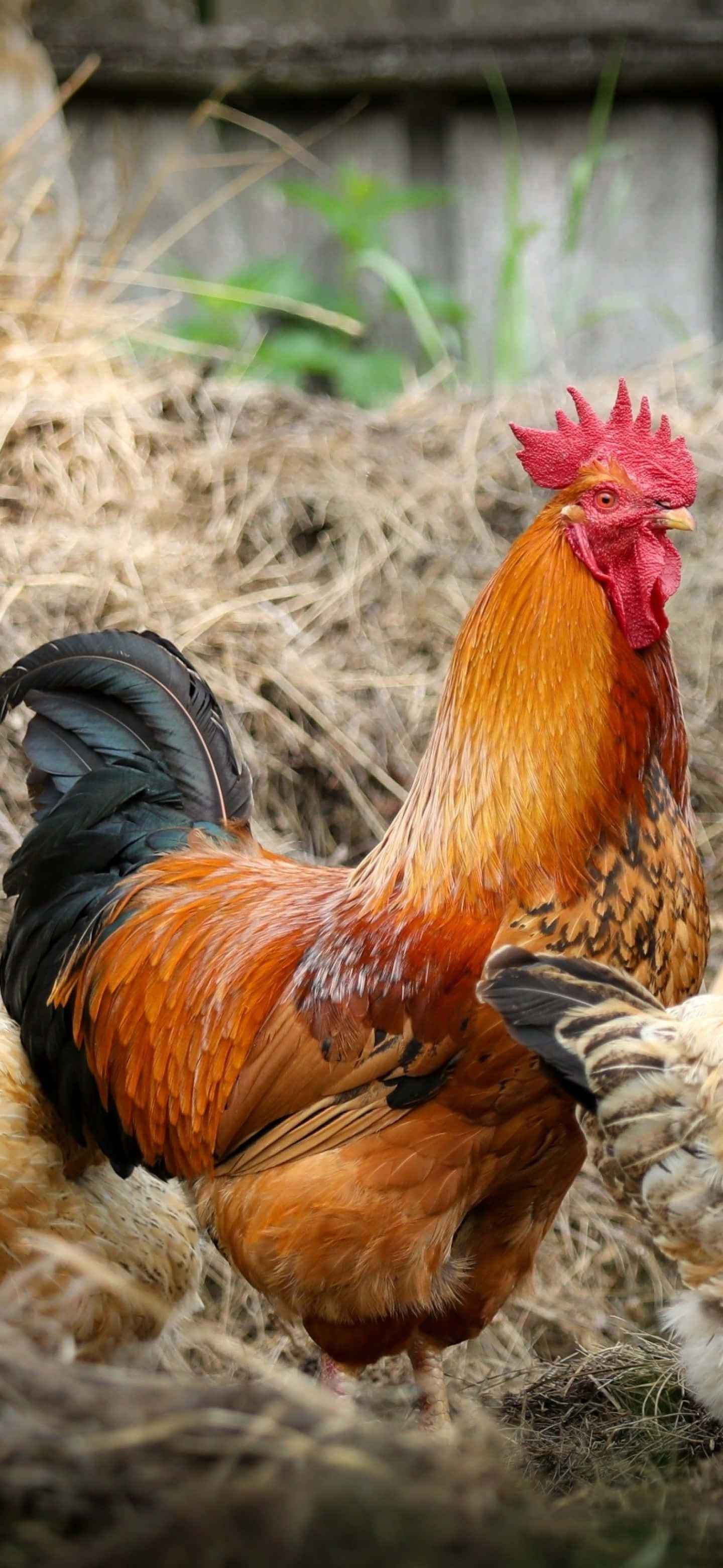 isang rooster ay nakatayo sa damo Wallpaper