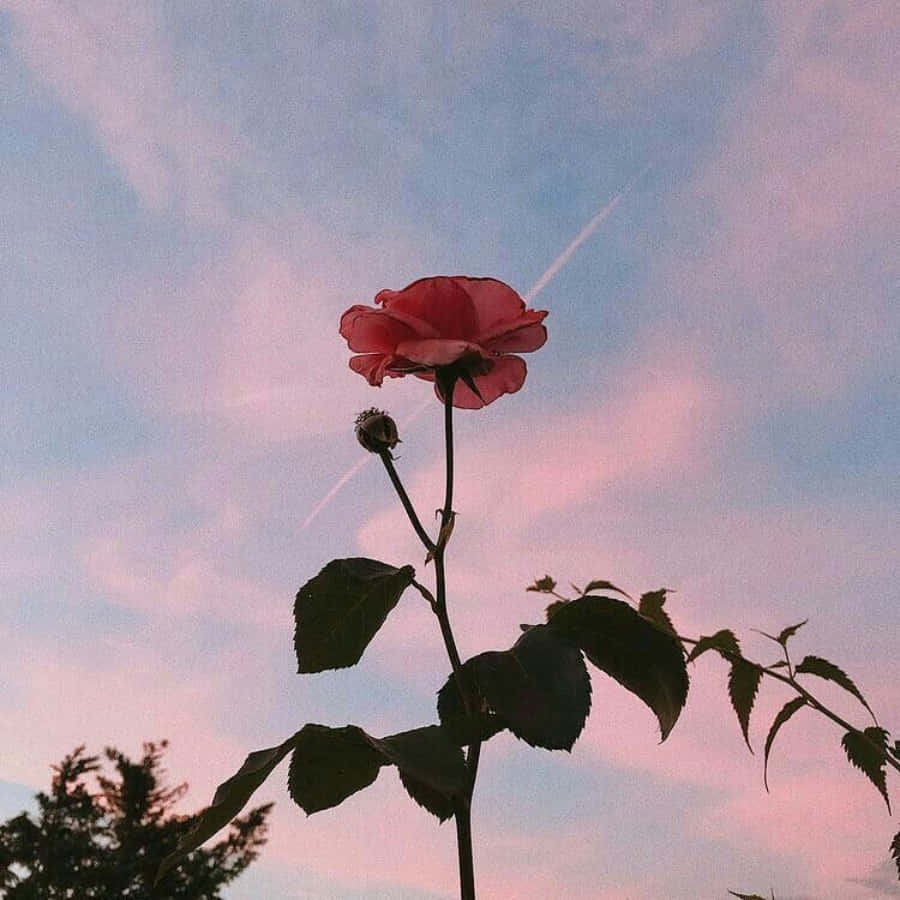Isang rosas na kulay pink ang nakatayo sa harap ng isang kulay pink na kalangitan Wallpaper