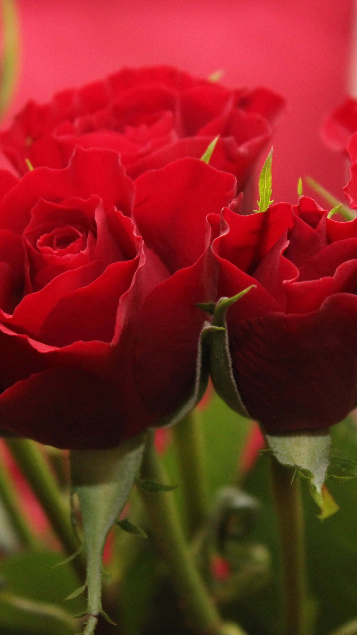 Isang Rosas na Namumulaklak Wallpaper