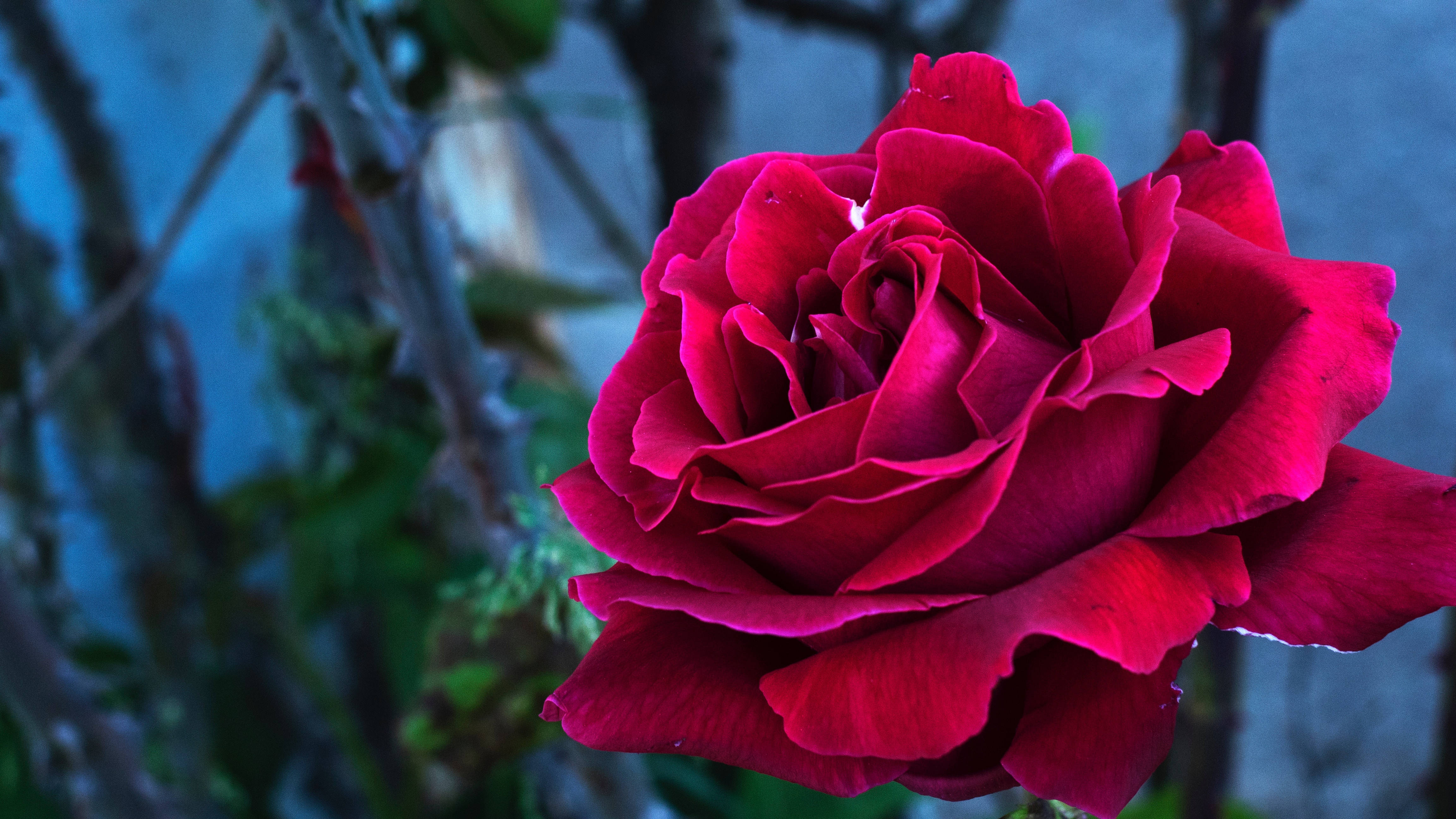 Isang Rosas na Usbong na Nakadamit ng Rosas na Talulot Wallpaper