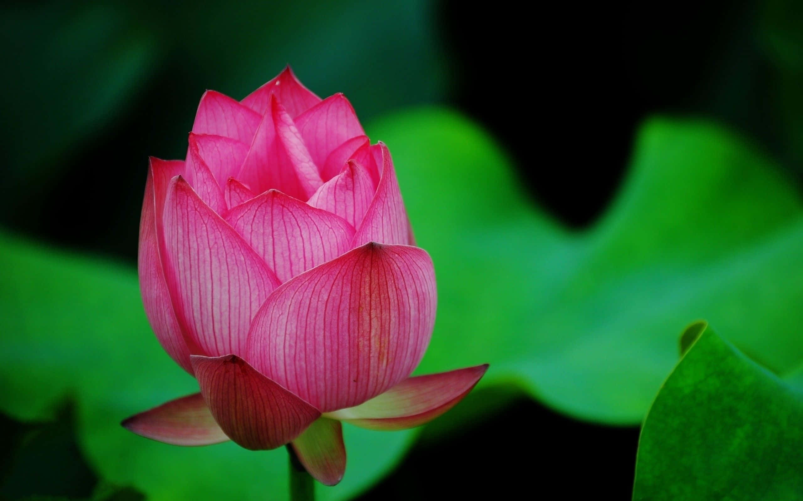 Isang Sariwang Bulaklak ng Lotus na Namumukadkad sa Batis Wallpaper