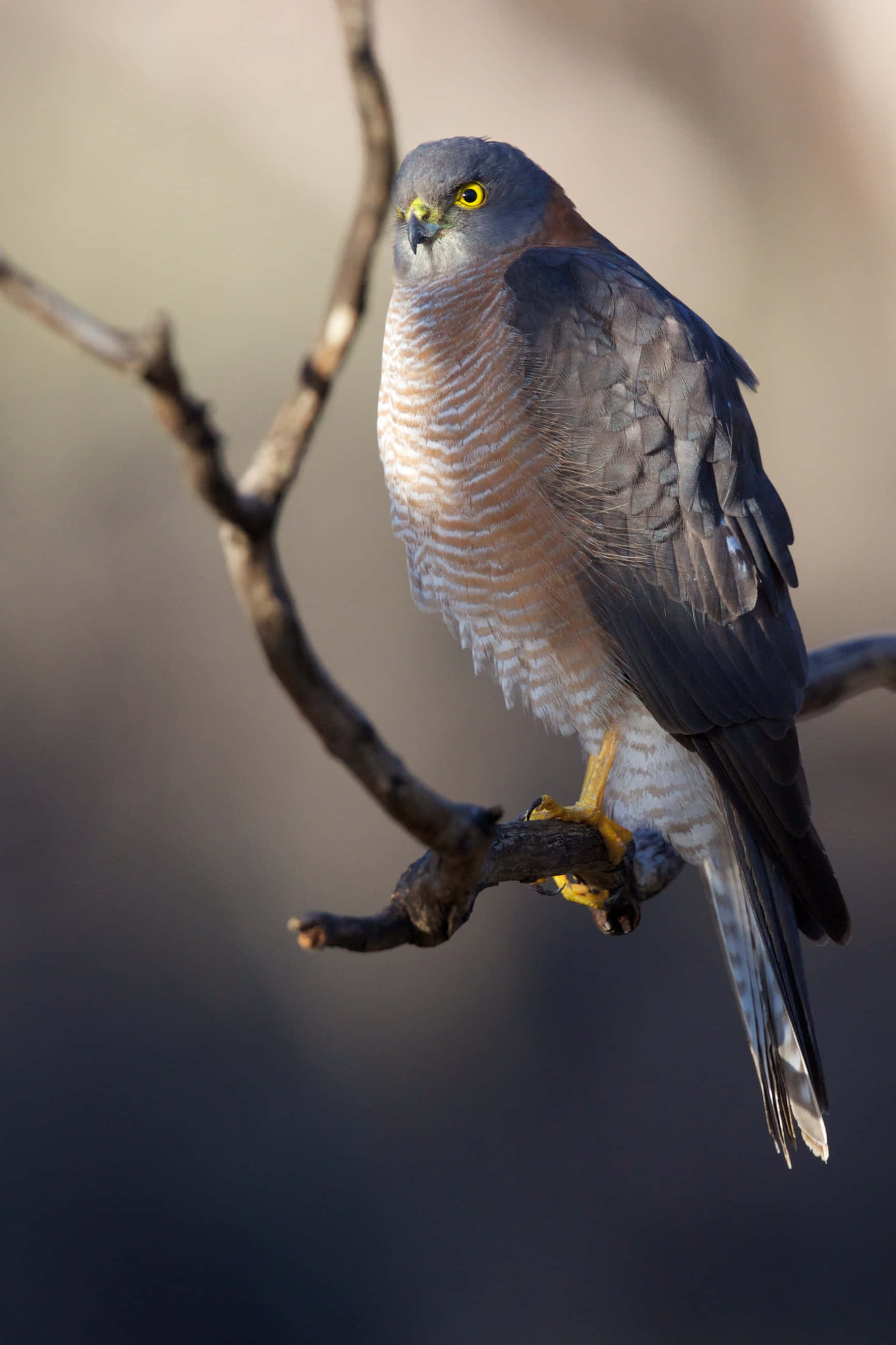 Isang Sparrow Hawk na Naglilipad Wallpaper