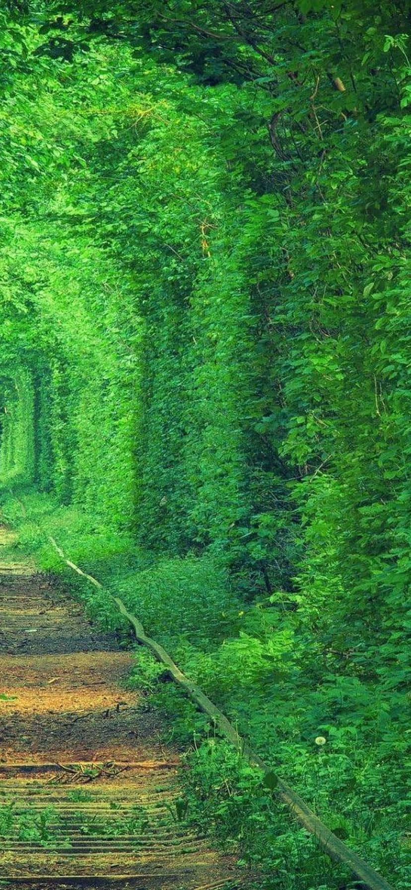 Isang spektakularong tanawin ng kalikasan sa isang bertikal na tanawin Wallpaper