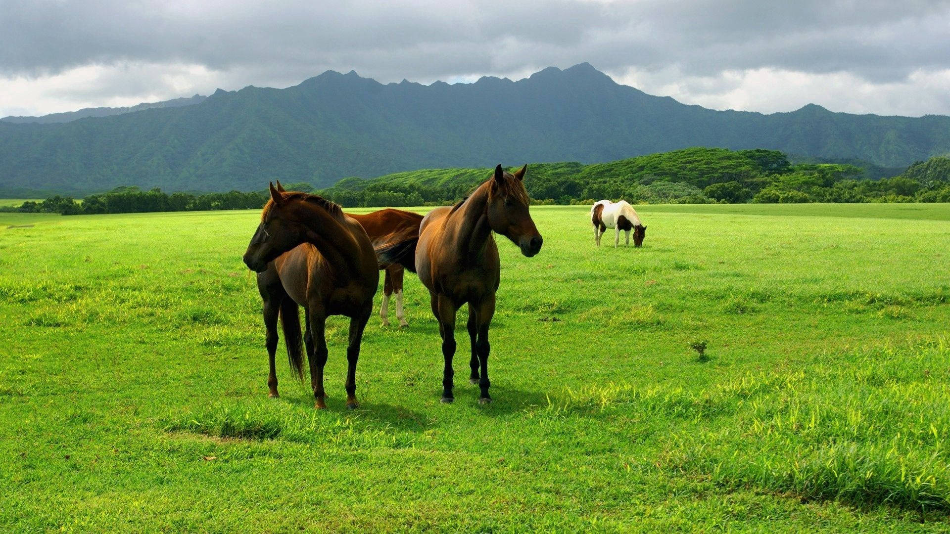 Isang Sulyap sa Ligaw: Mga Kabayong Naglalakad sa Prairie Wallpaper