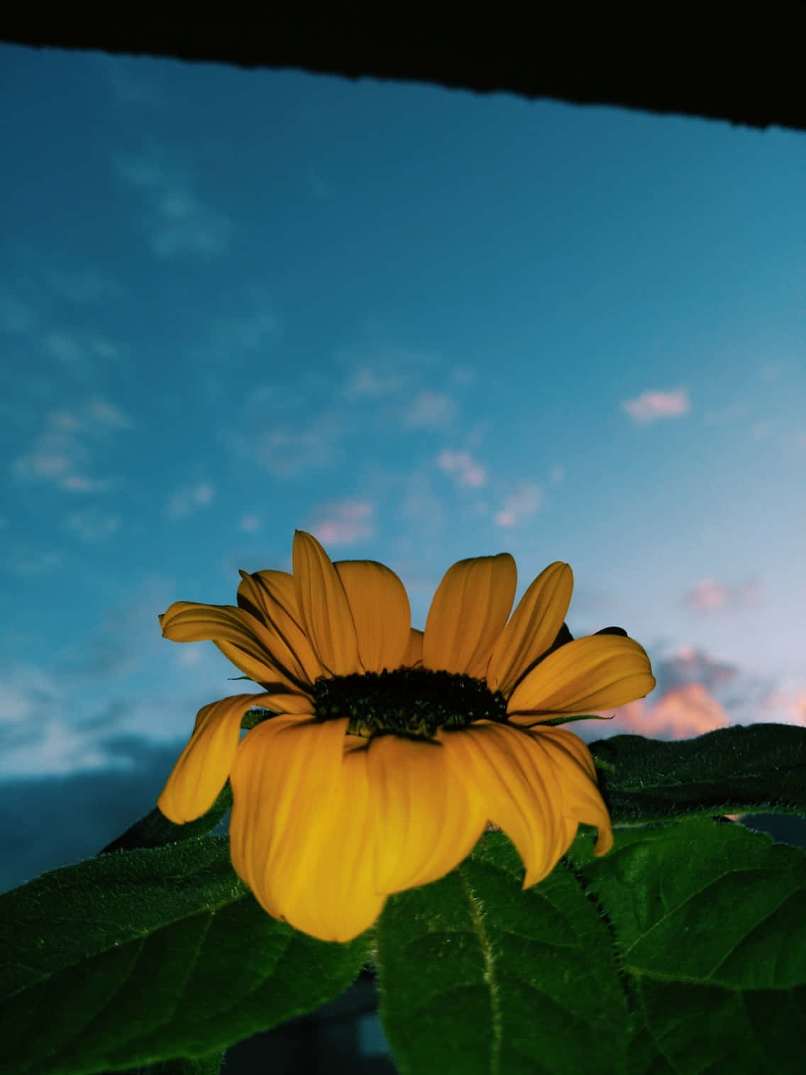 isang sunflower sa bintana Wallpaper