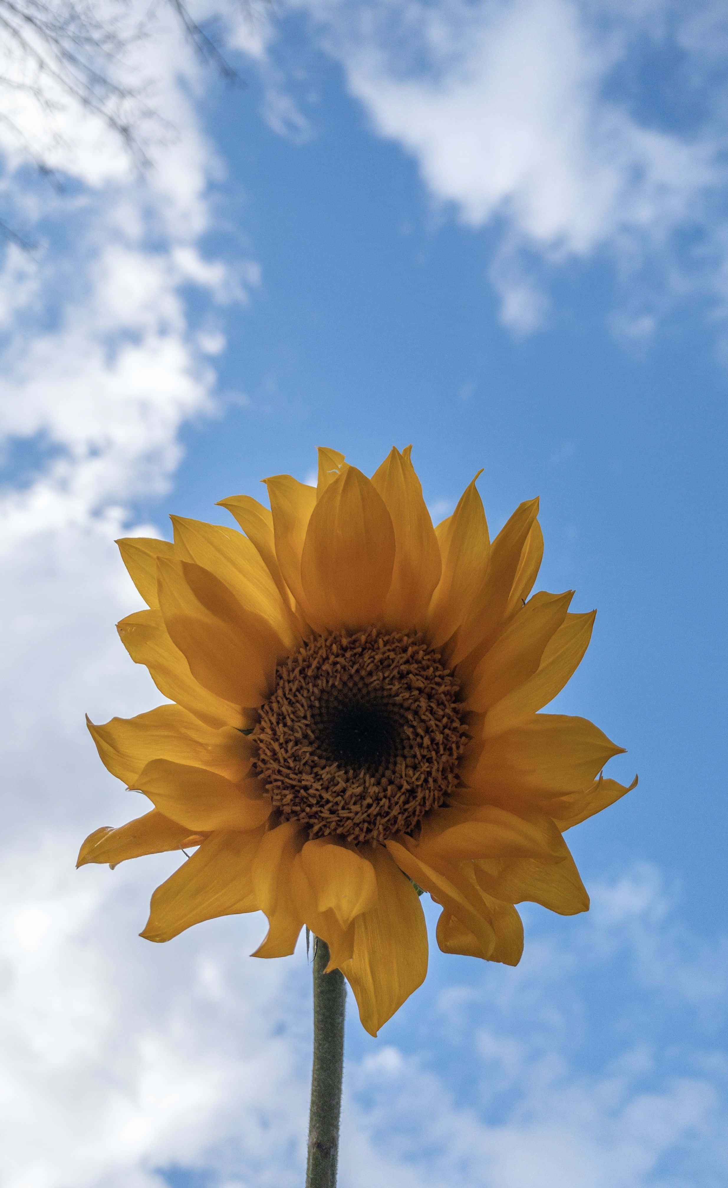 isang sunflower sa gitna ng asul na langit Wallpaper