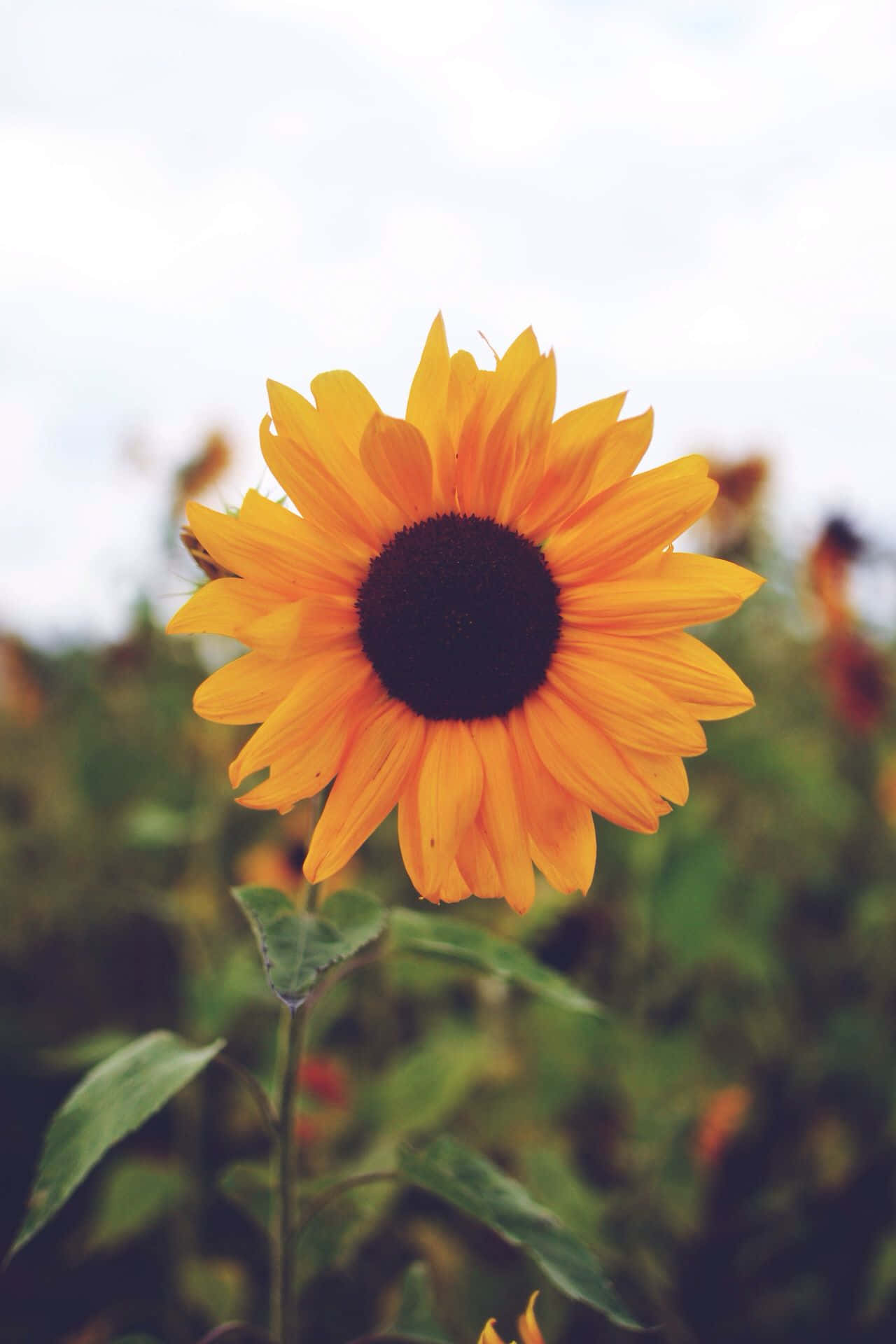 isang sunflower sa isang bukid na may maulap na langit Wallpaper