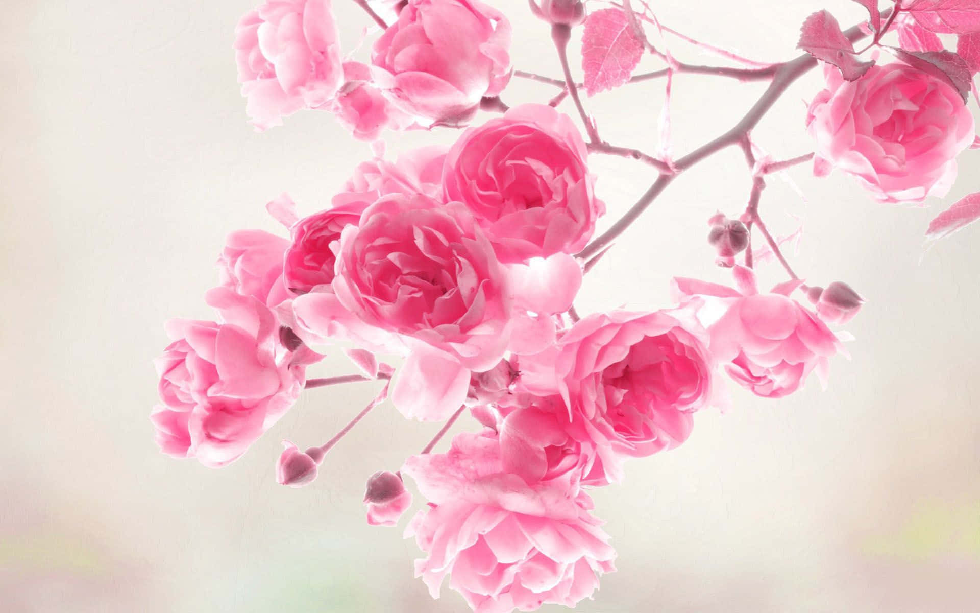 Isang Tagsibol ng Malambot na Rosas na Bulaklak Wallpaper