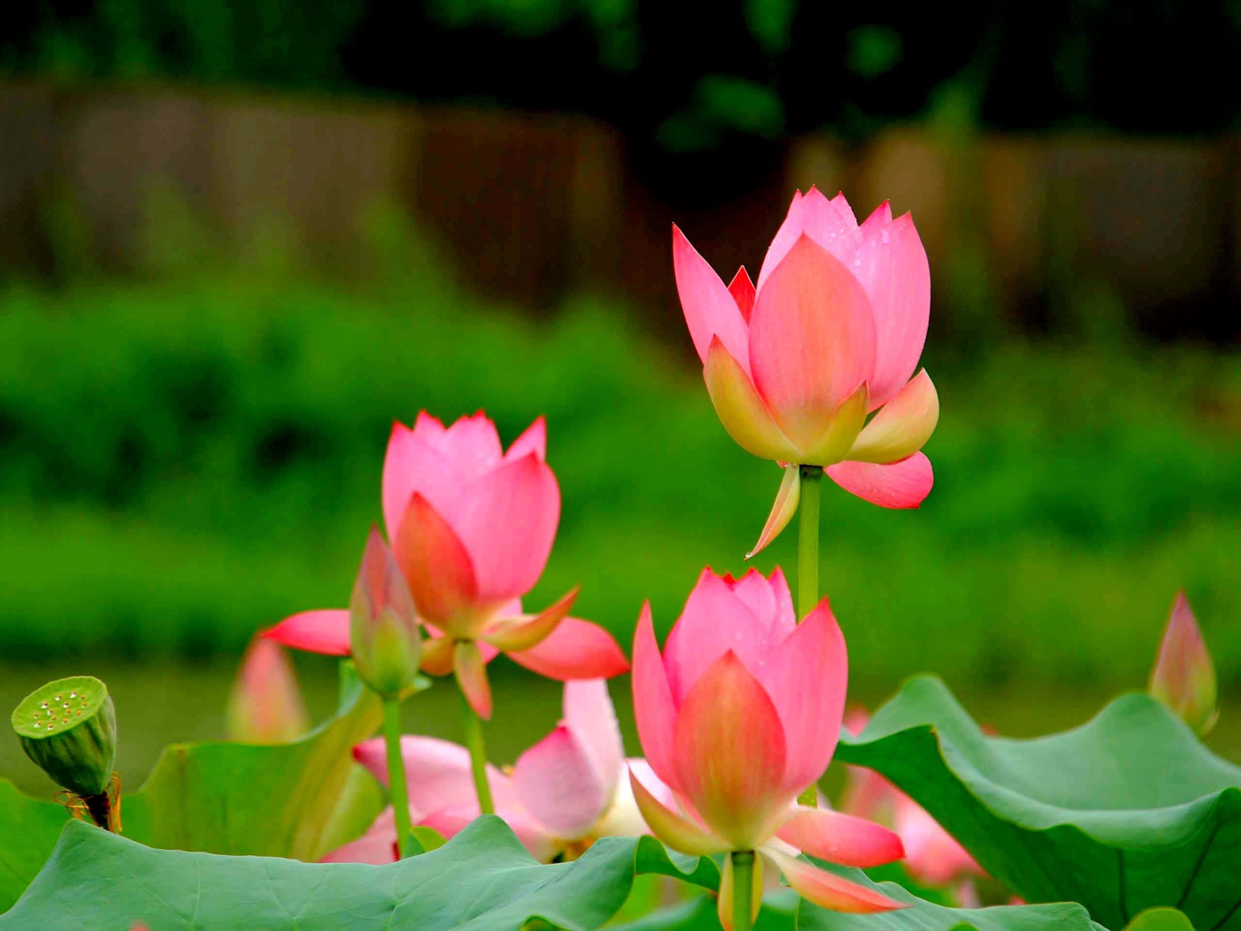 Isang Tahimik na Bulaklak ng Lotus na Ganap na Namumulaklak Wallpaper