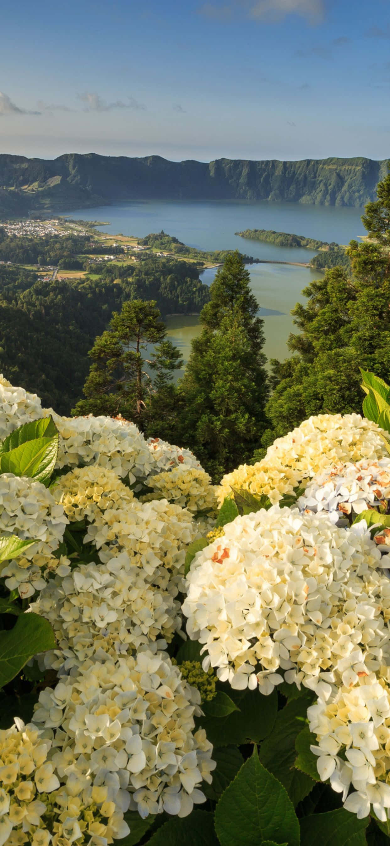 isang tanaw ng isang lawa na may puting mga bulaklak Wallpaper