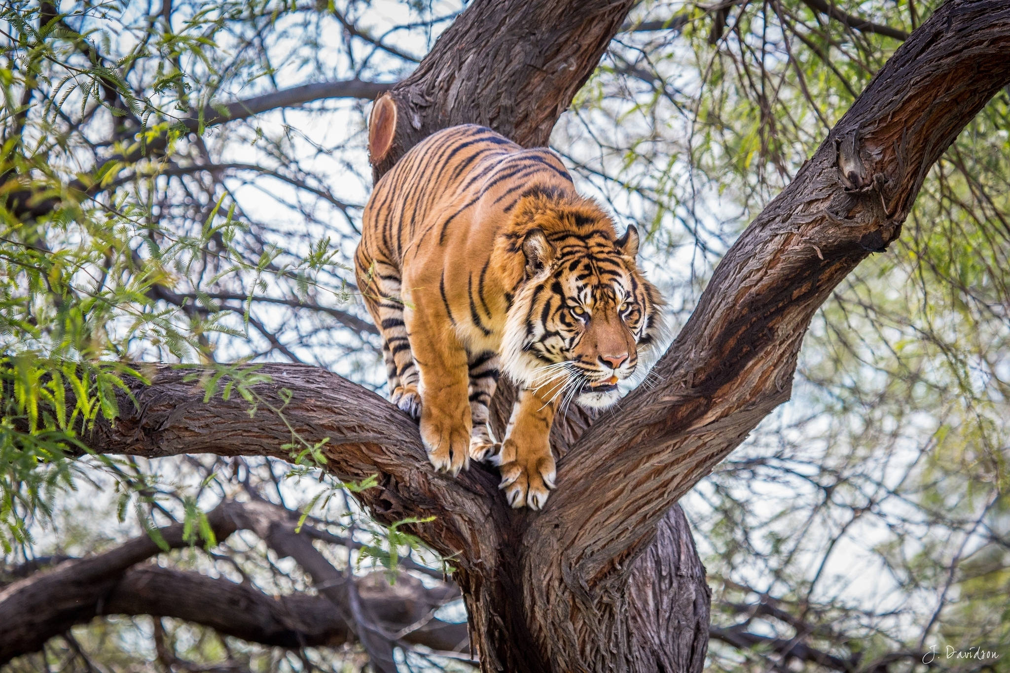 Isang Tigre na Lumulukso sa mga Puno Wallpaper