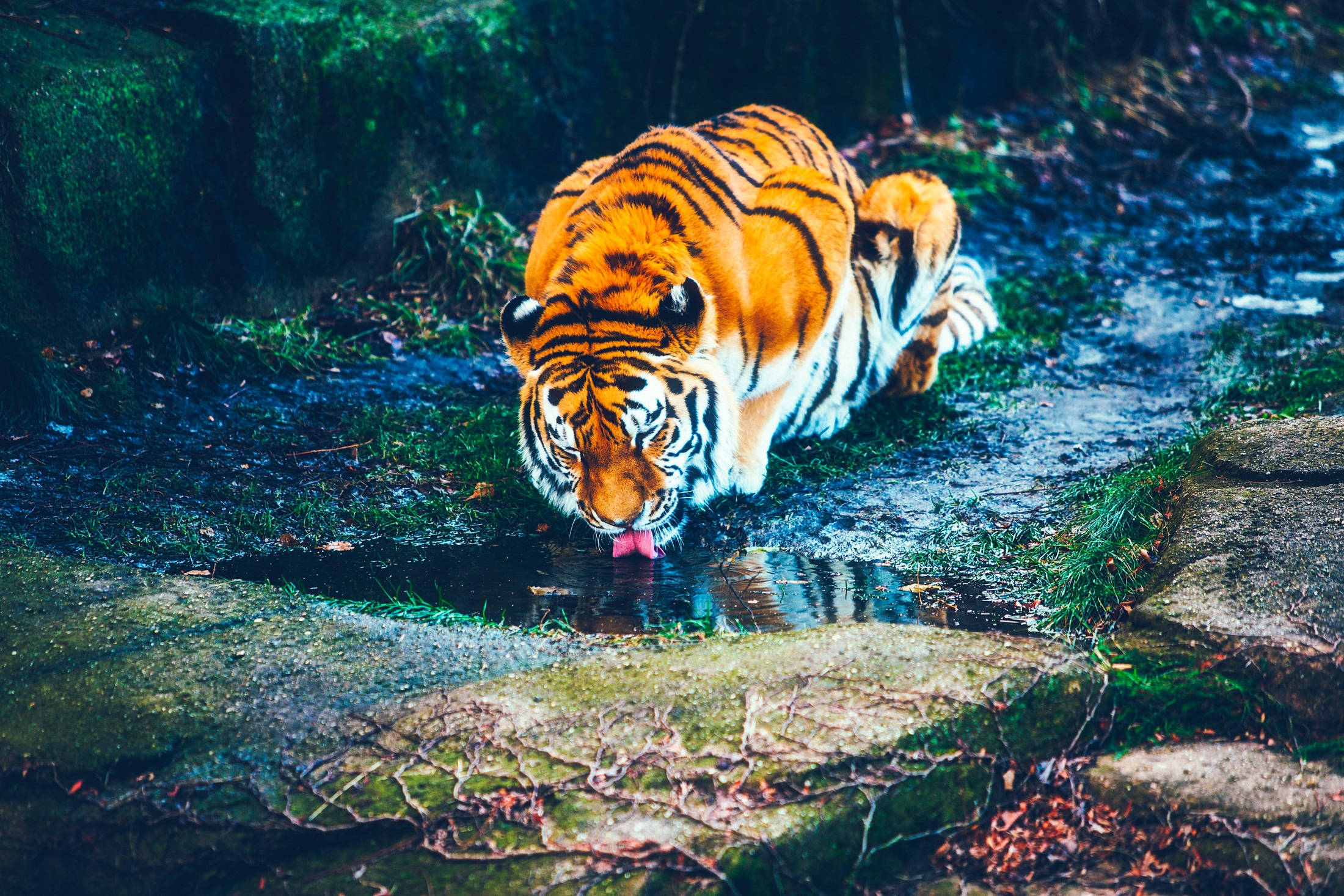 Isang Tigre na Umiinom ng Sariwang Tubig sa Kanyang Natural na Tirahan Wallpaper
