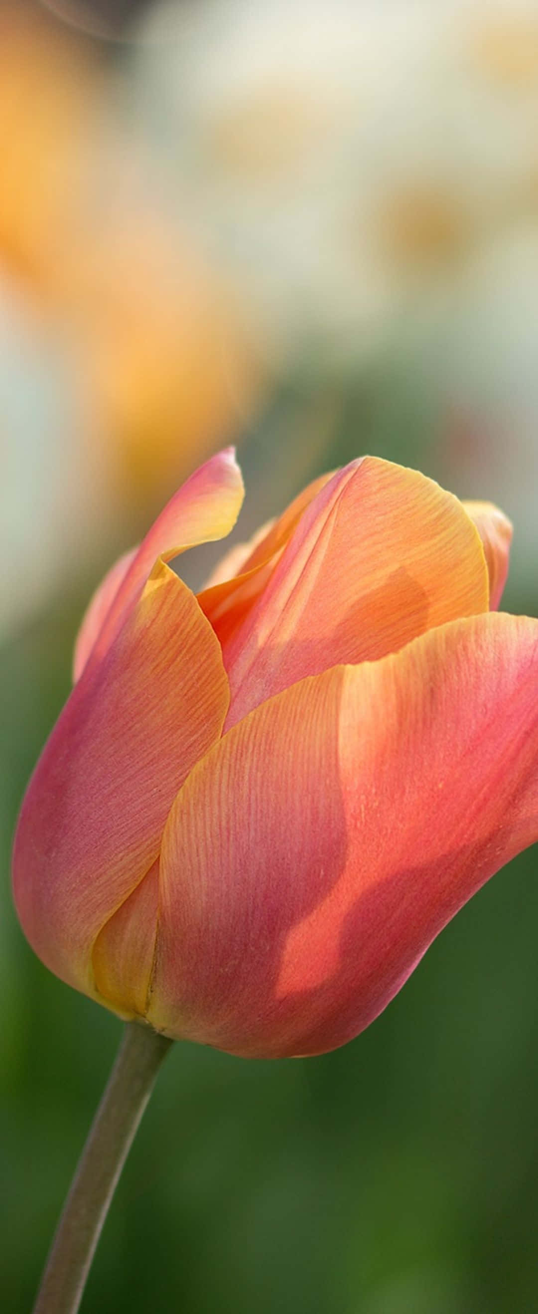 isang tulip na bulaklak na may dilaw at kahel na kulay Wallpaper