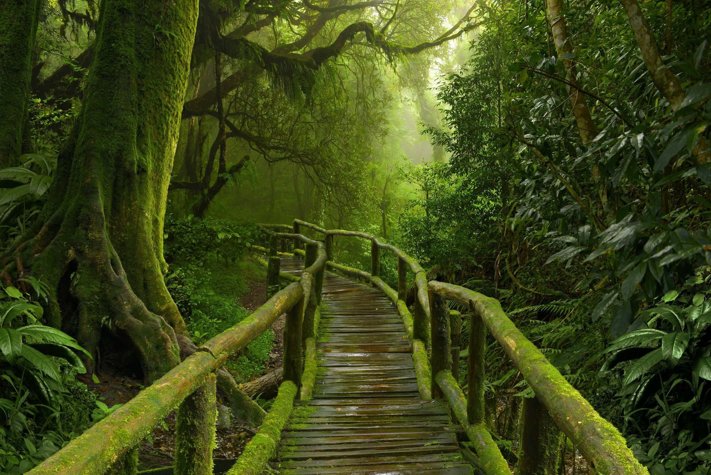 isang wooden walkway sa jungle Wallpaper