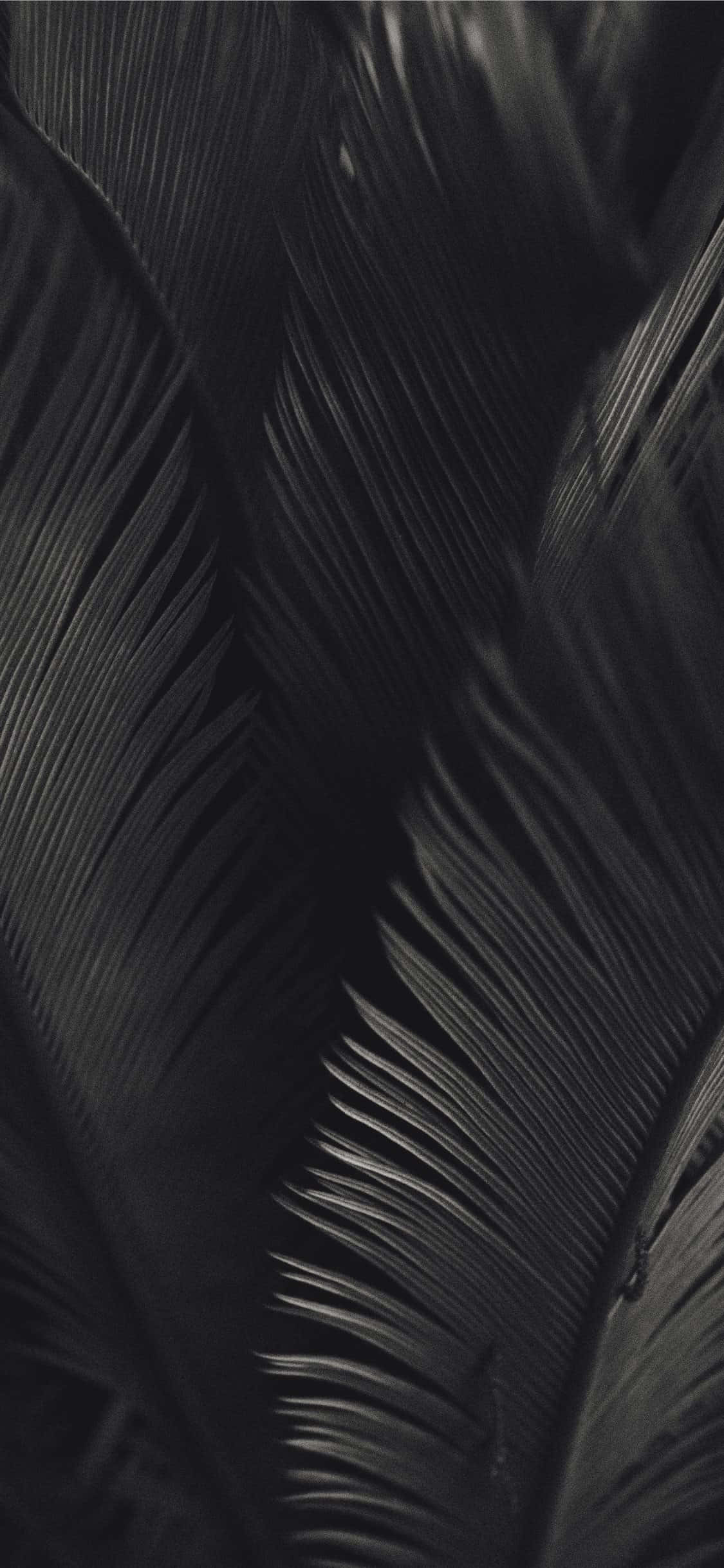 Itim at Puti na Dahon ng Palma Madilim na Aesthetic Wallpaper