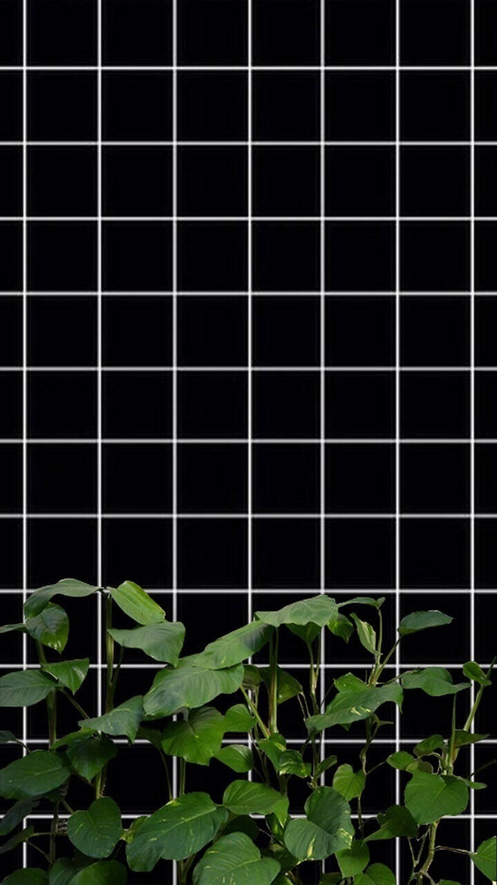Itim at Puti na May Halaman na Grid Aesthetic Wallpaper