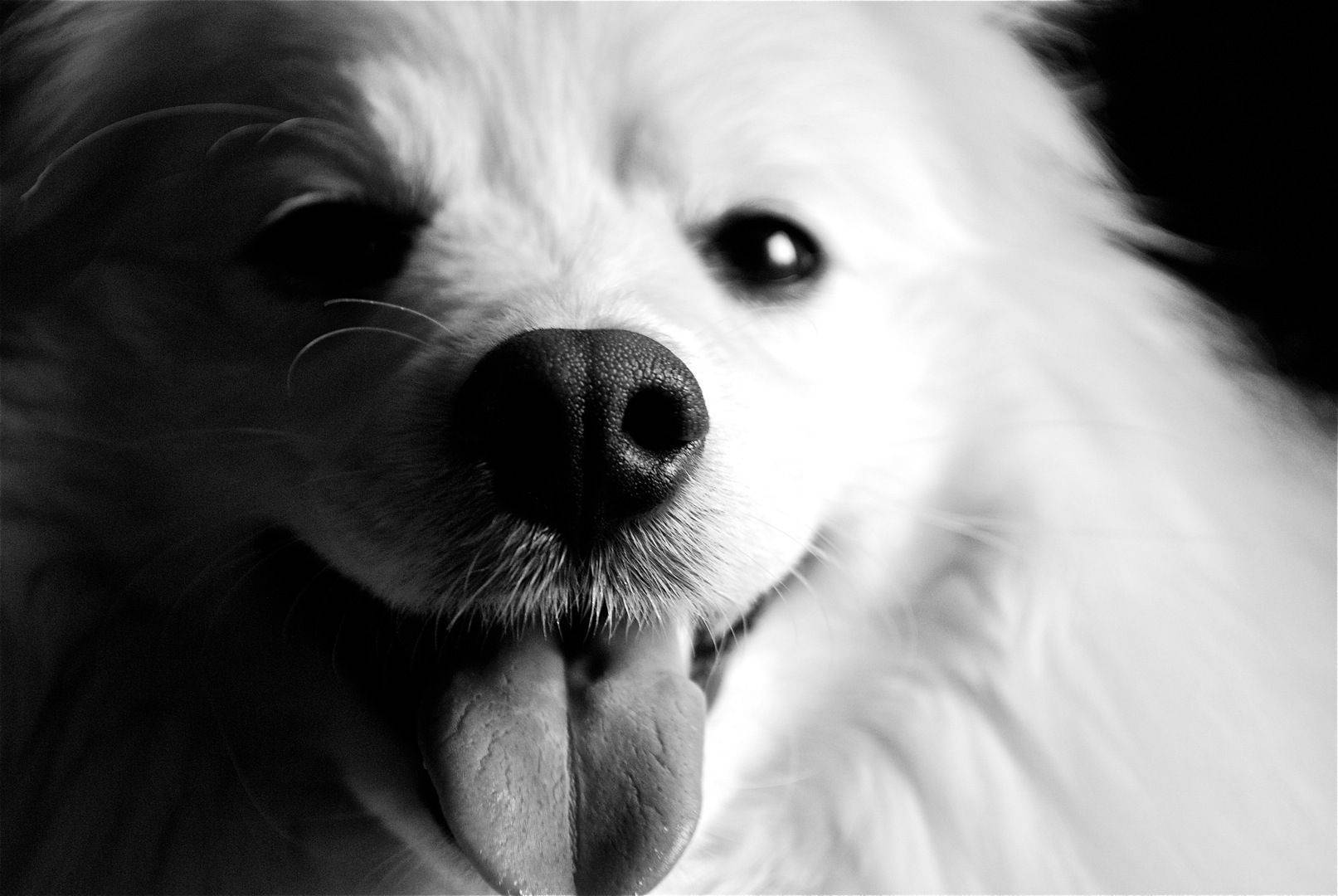 Itim at Puting Aso na Nakadila Wallpaper