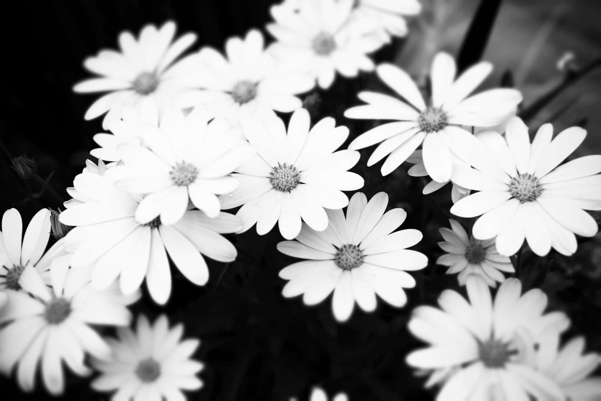 itim at puting larawan ng mga daisy Wallpaper