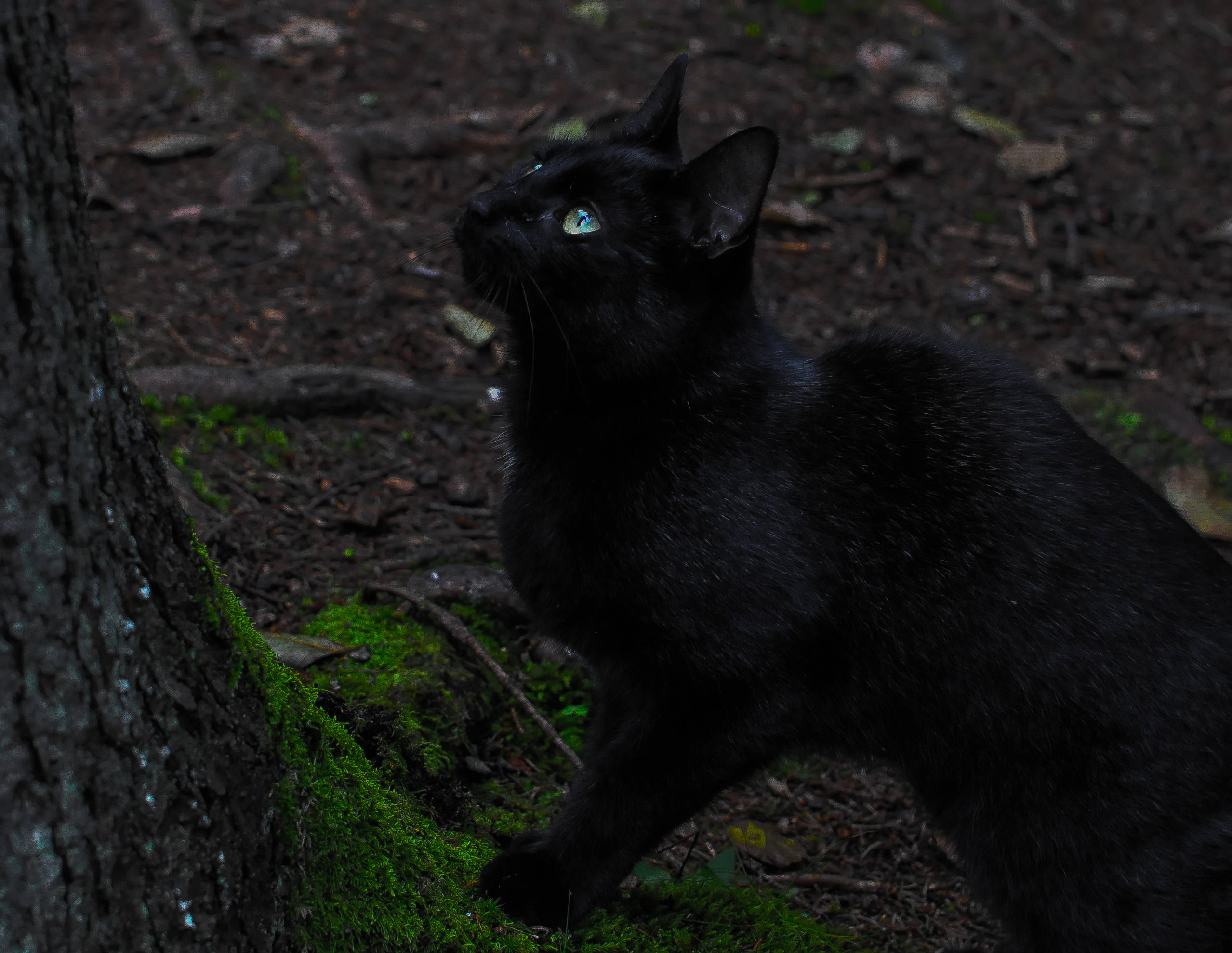 Itim na Aesthetic na Pusa sa Tabi ng Puno Wallpaper