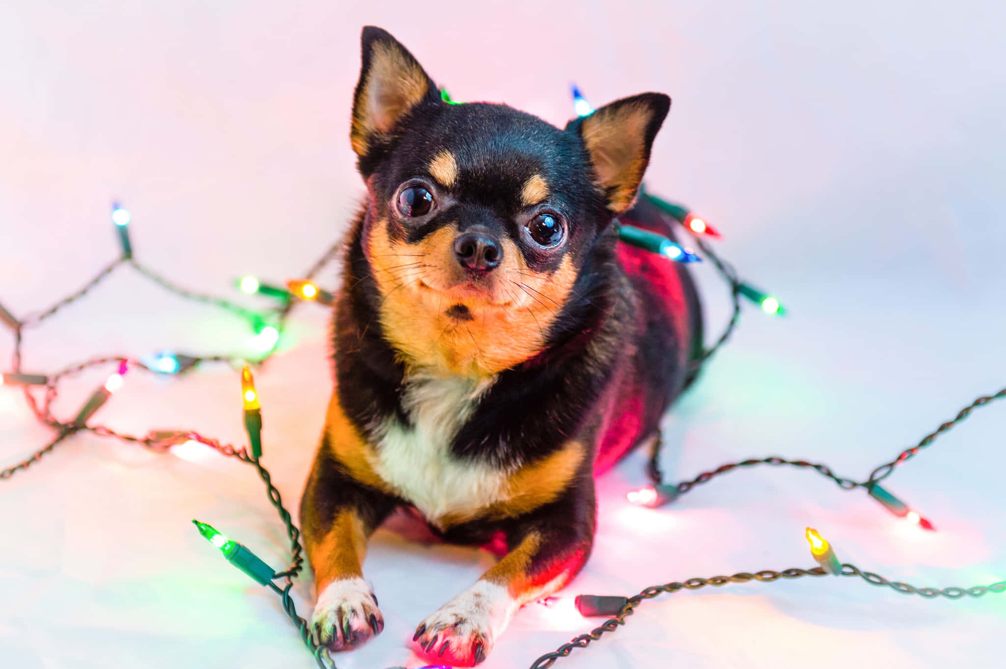 Itim na Asong Chihuahua Naglalaro ng mga Ilaw Pasko Wallpaper