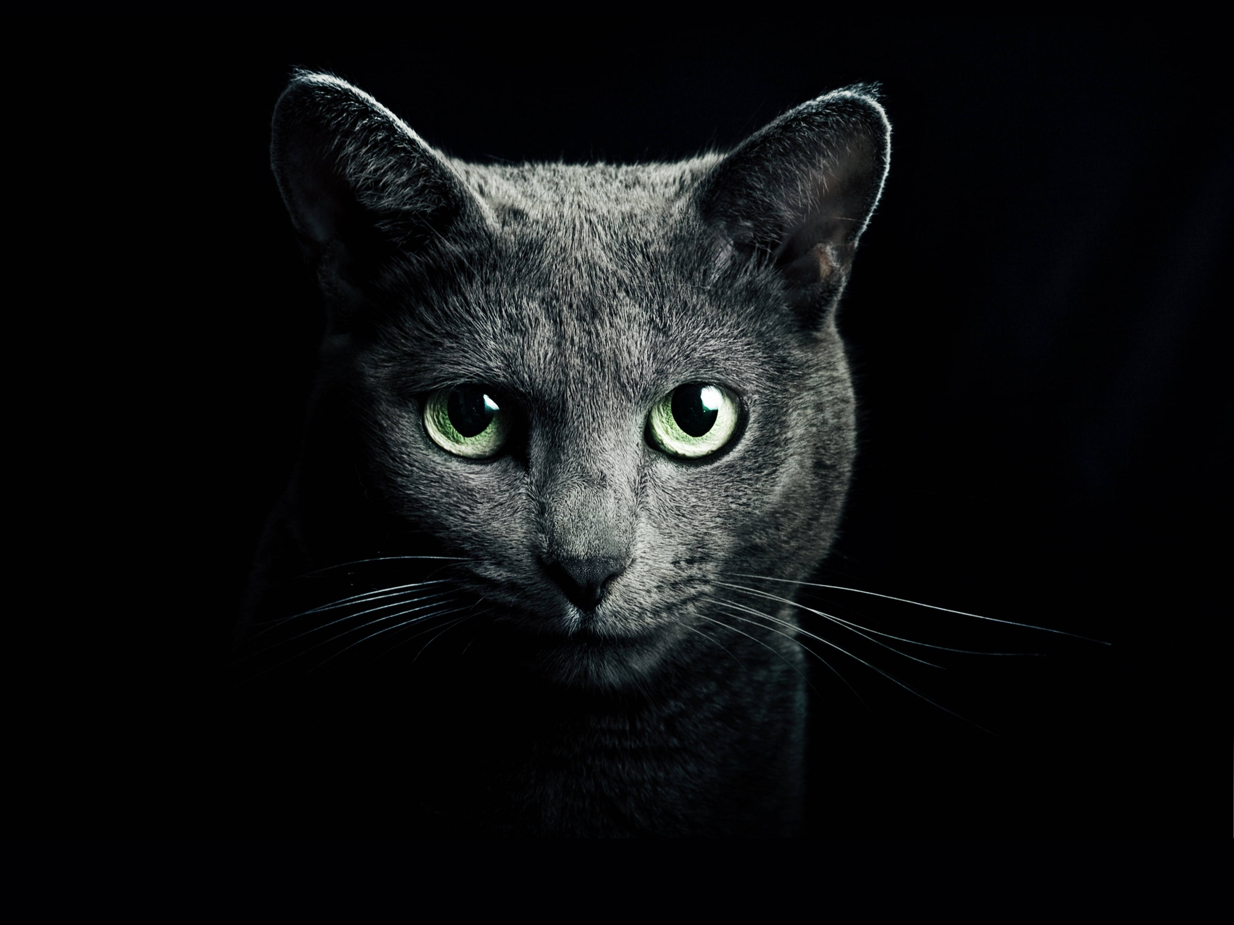Itim na Background na May Russian Blue Cat Wallpaper