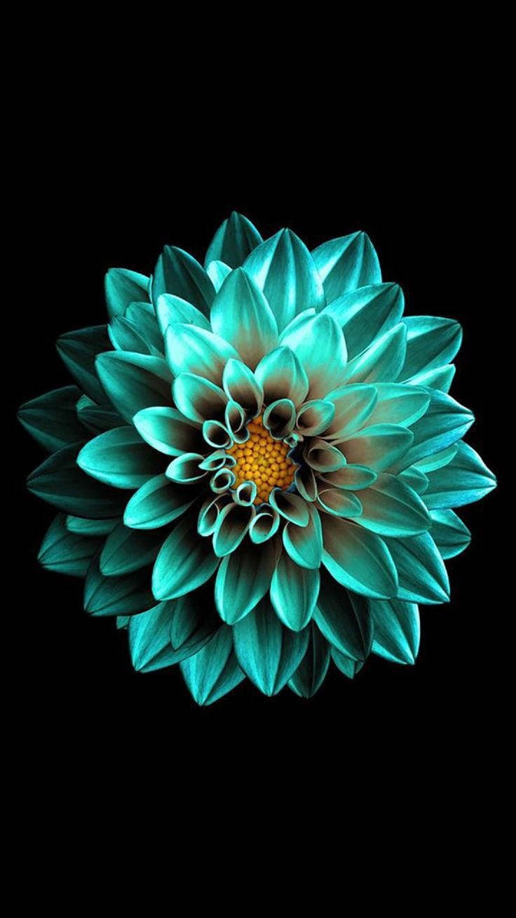 Itim na Bulaklak na Esmeralda sa AMOLED Wallpaper