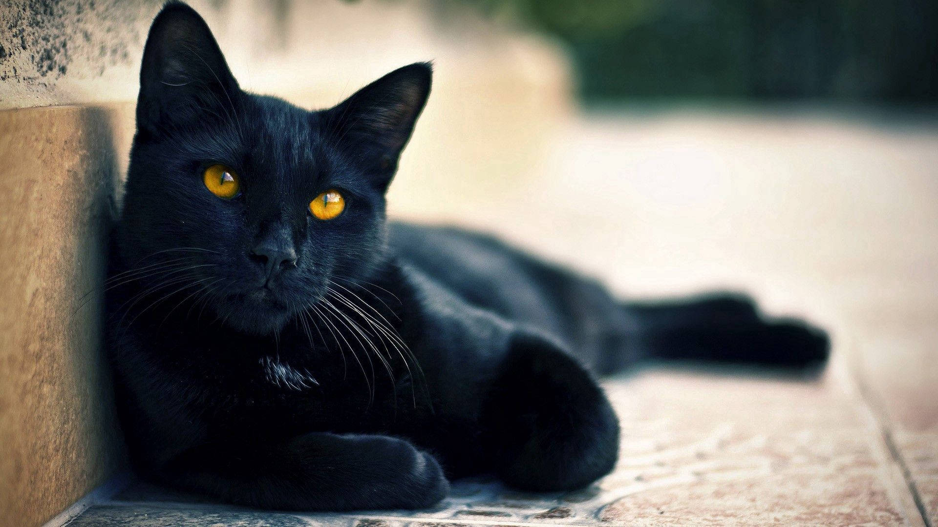 Itim na Hayop na Nakahigang Pusa Wallpaper