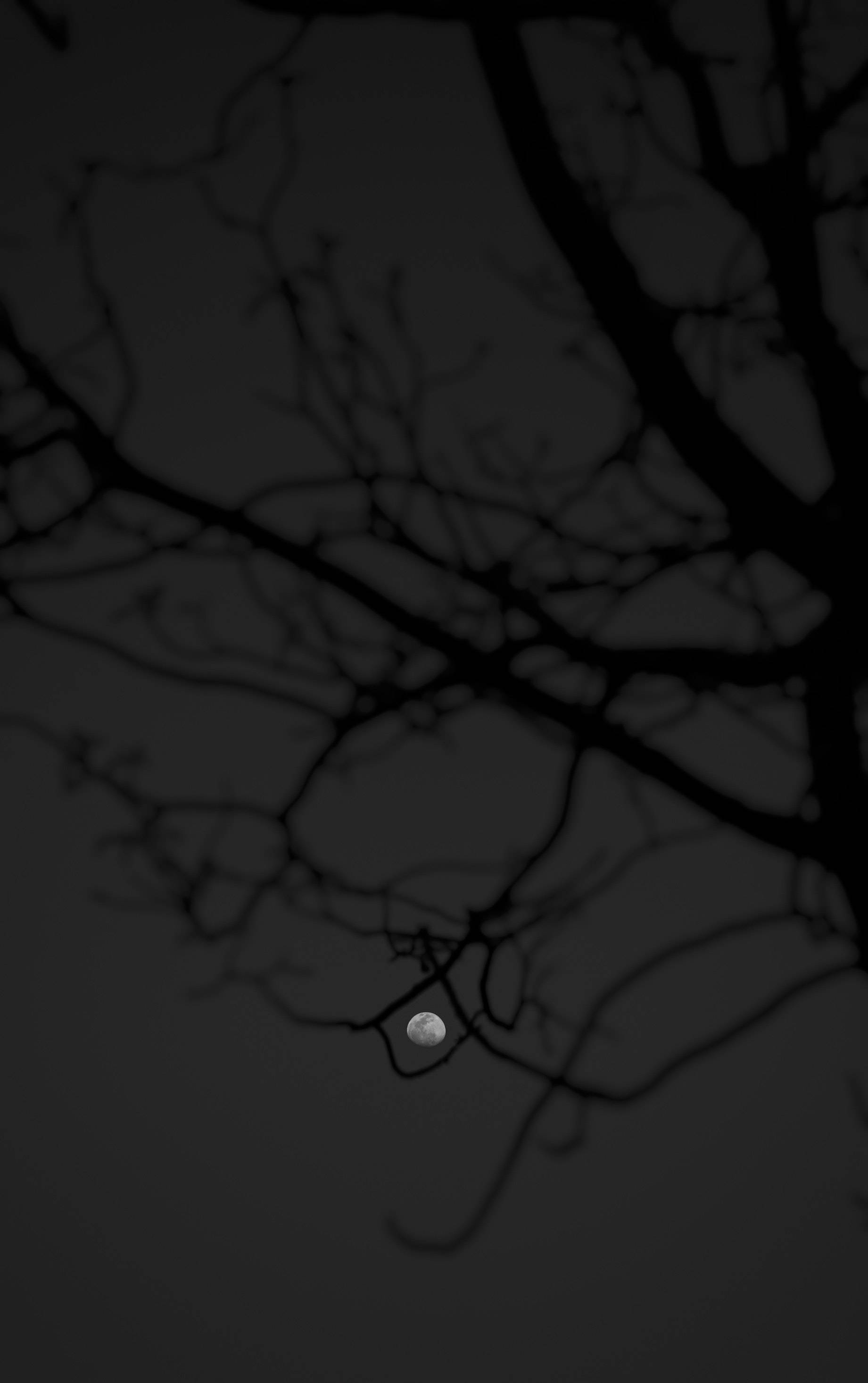 Itim na Kahoy At Ang Buwan Wallpaper